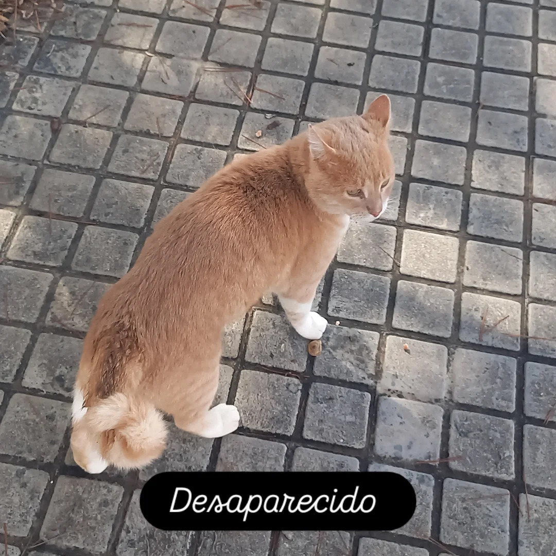 Gato de Colonia Desaparecido en La Canyada
