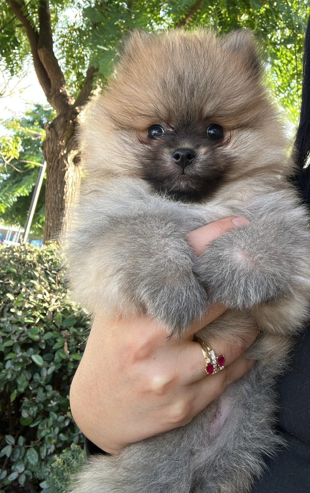¡Ayuda! Cachorro Pomerania Perdido en Utrera