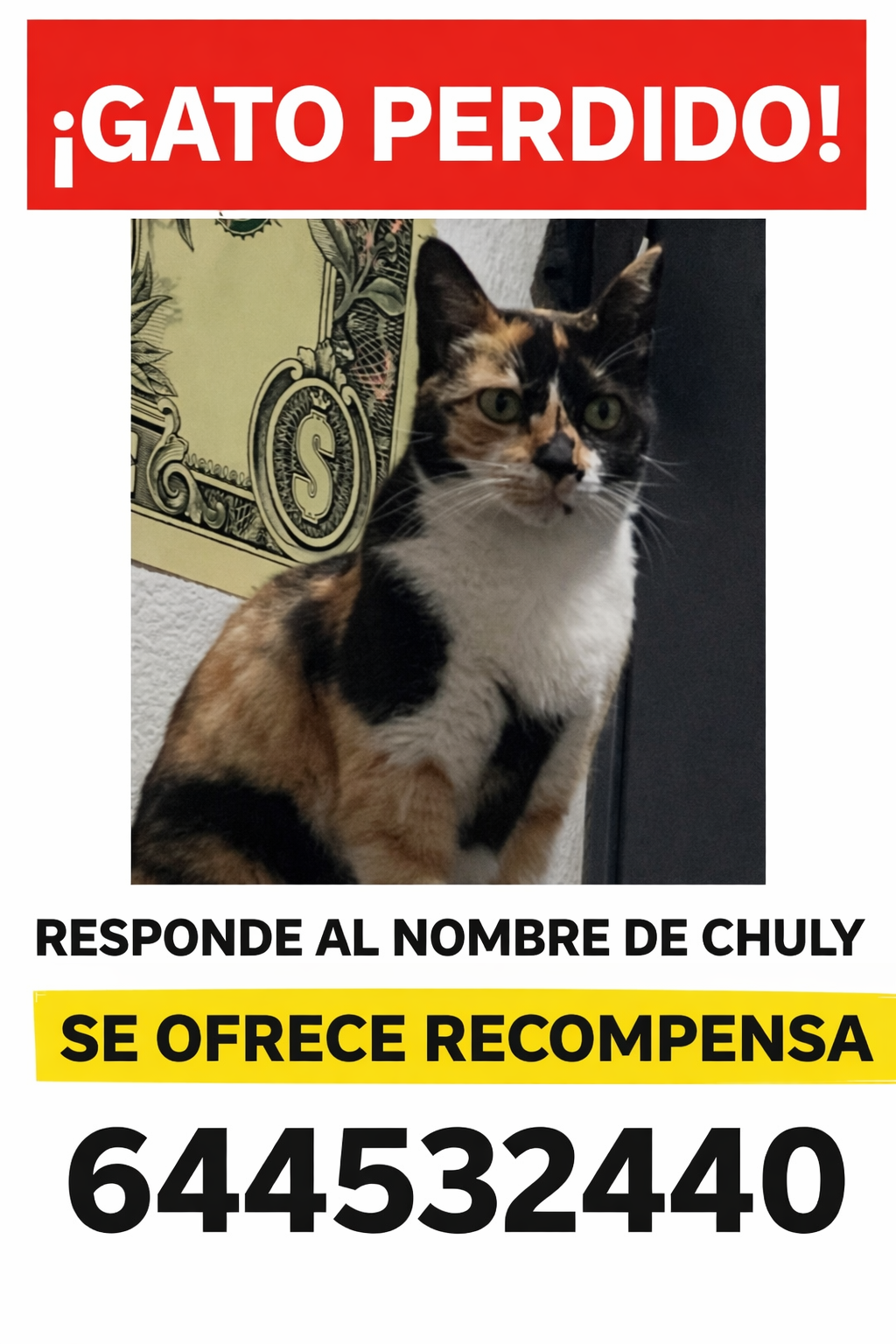 ¿Has visto a mi gato? Calle San Vicente, 363