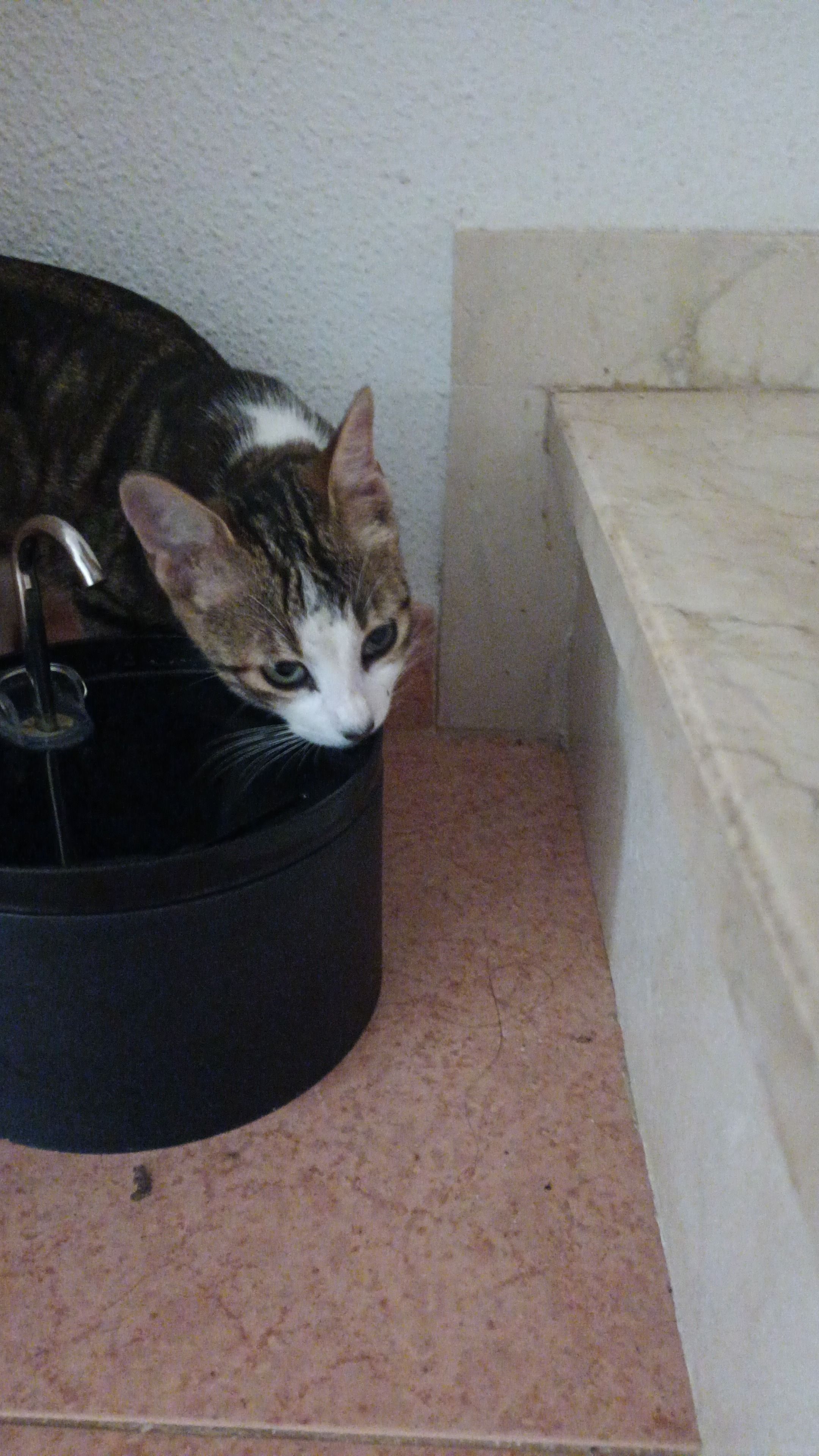 Gato Perdido: Lomo Marrón, Cara Blanca en Madrid