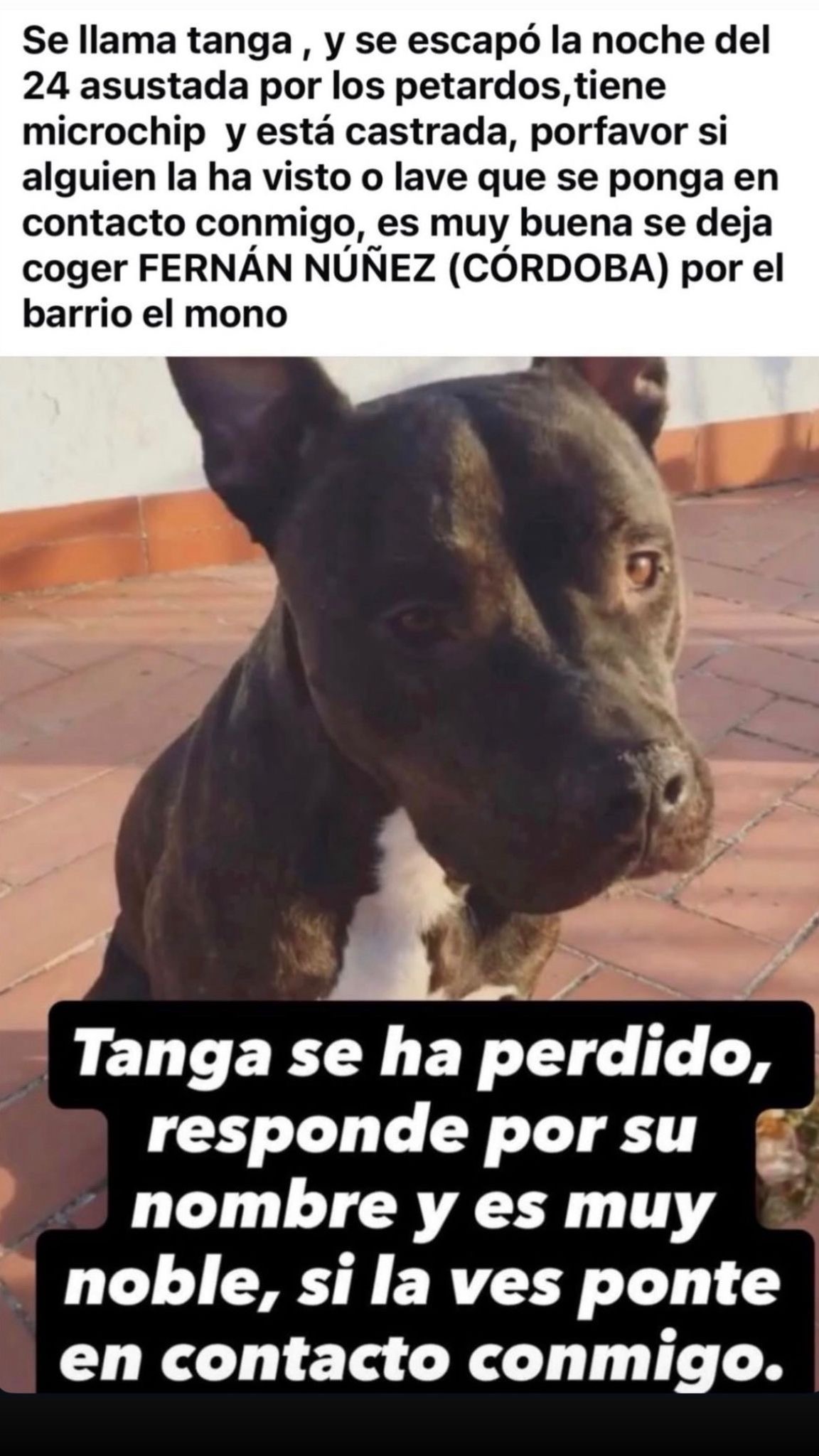 Perro Marrón Perdido en Fernán Núñez