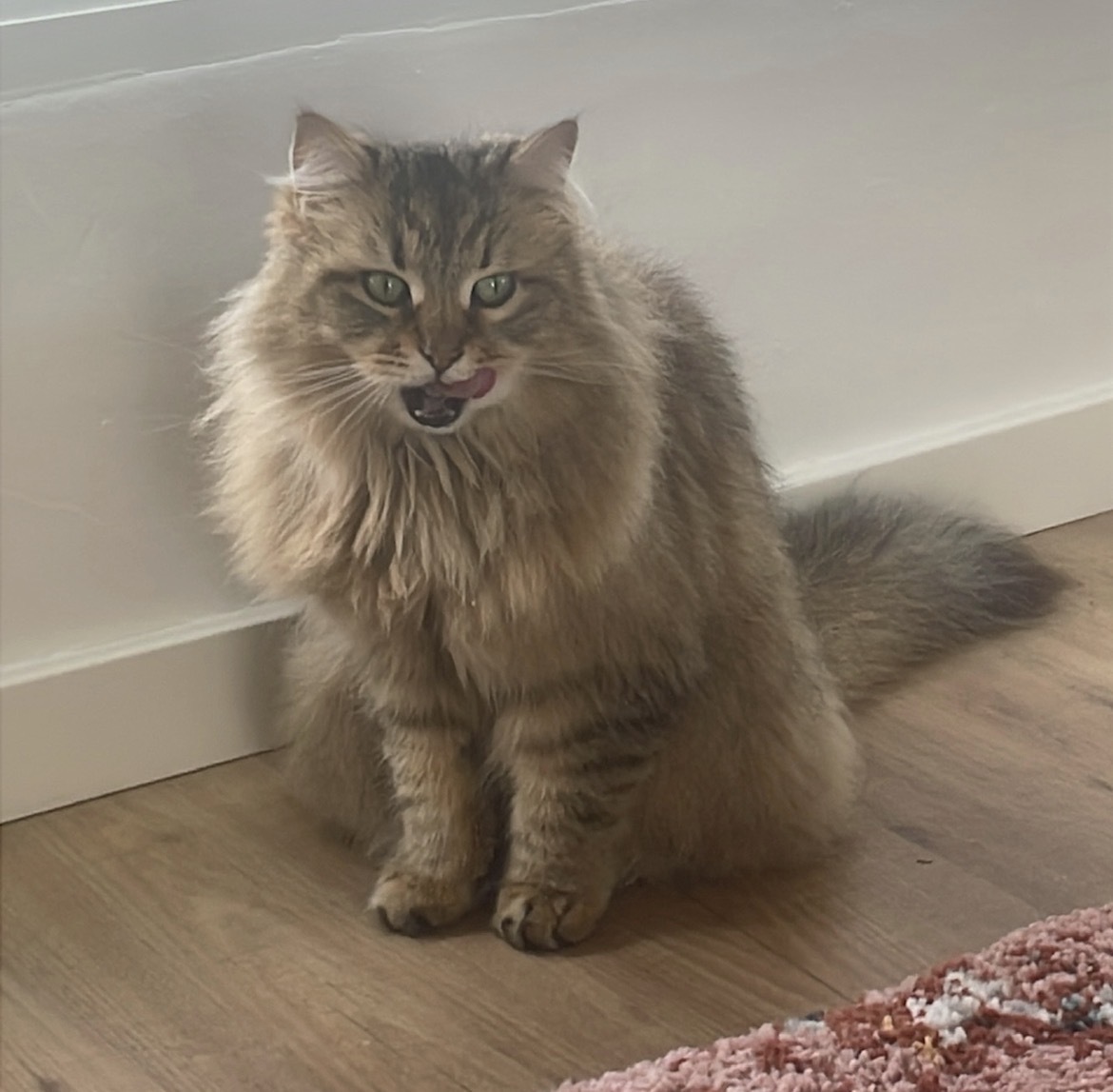 Se busca: Gata Siberiana perdida en Vallvidrera