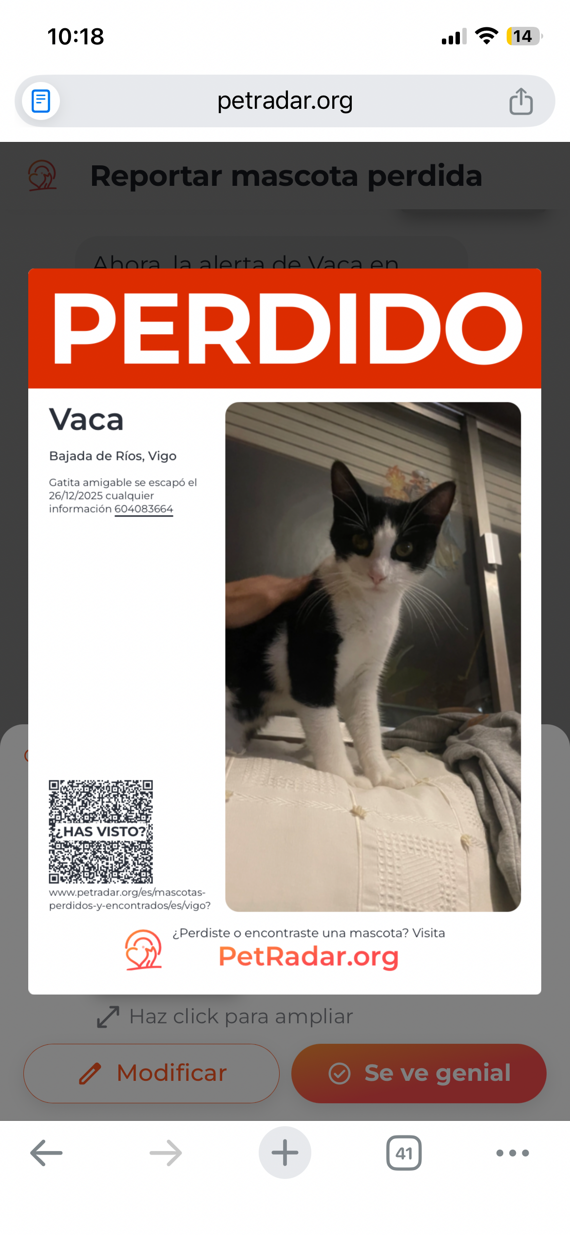 ¡Ayuda! Gata Blanca y Negra Perdida en Vigo