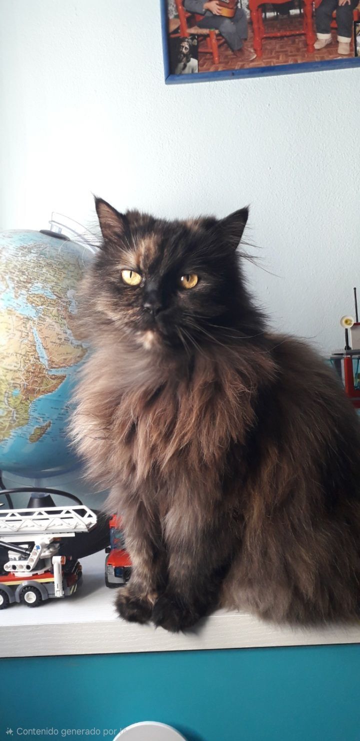 Gatita Celeste Perdida en San Pedro