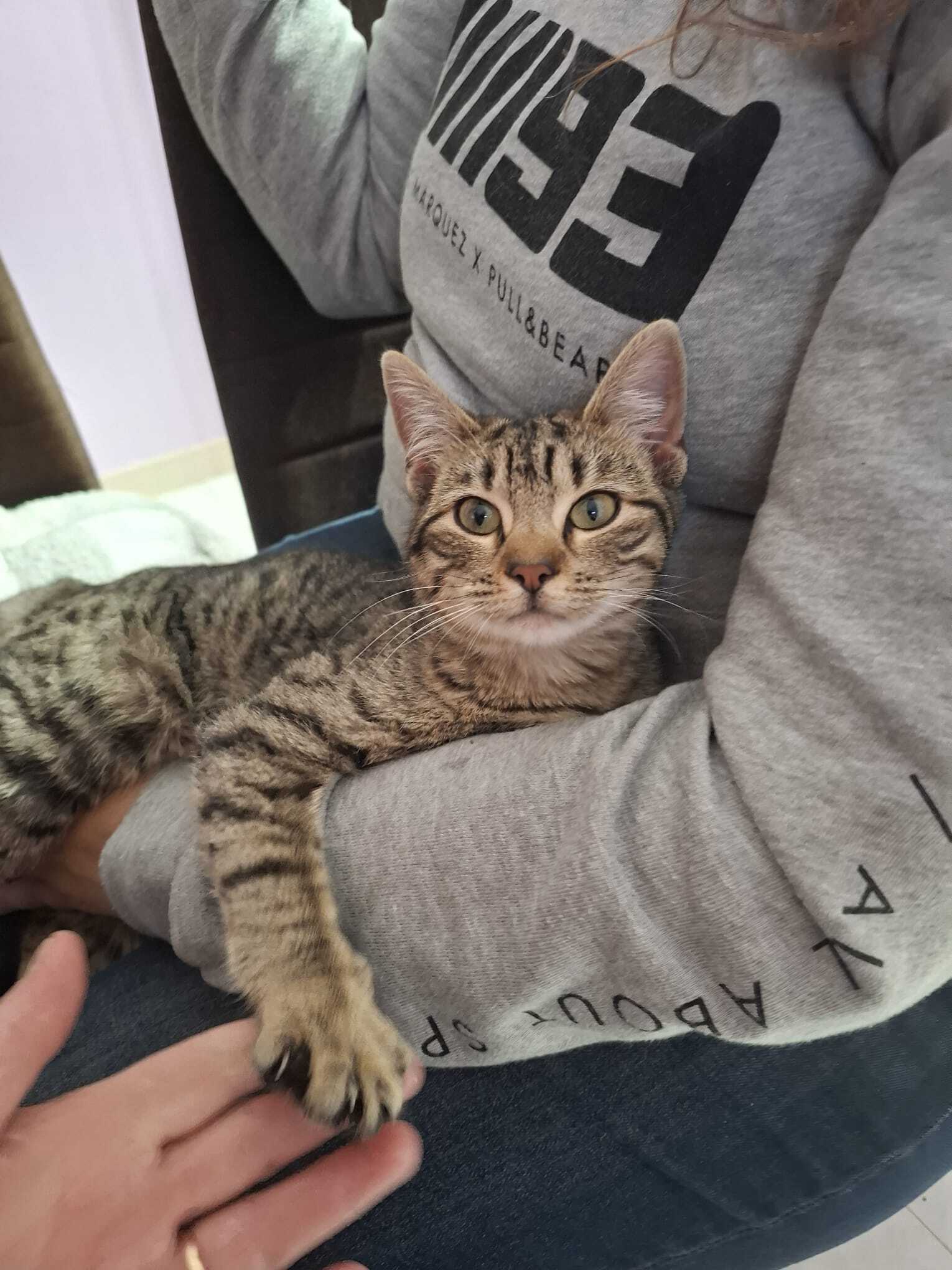 Gata Joven Cariñosa Hallada en...