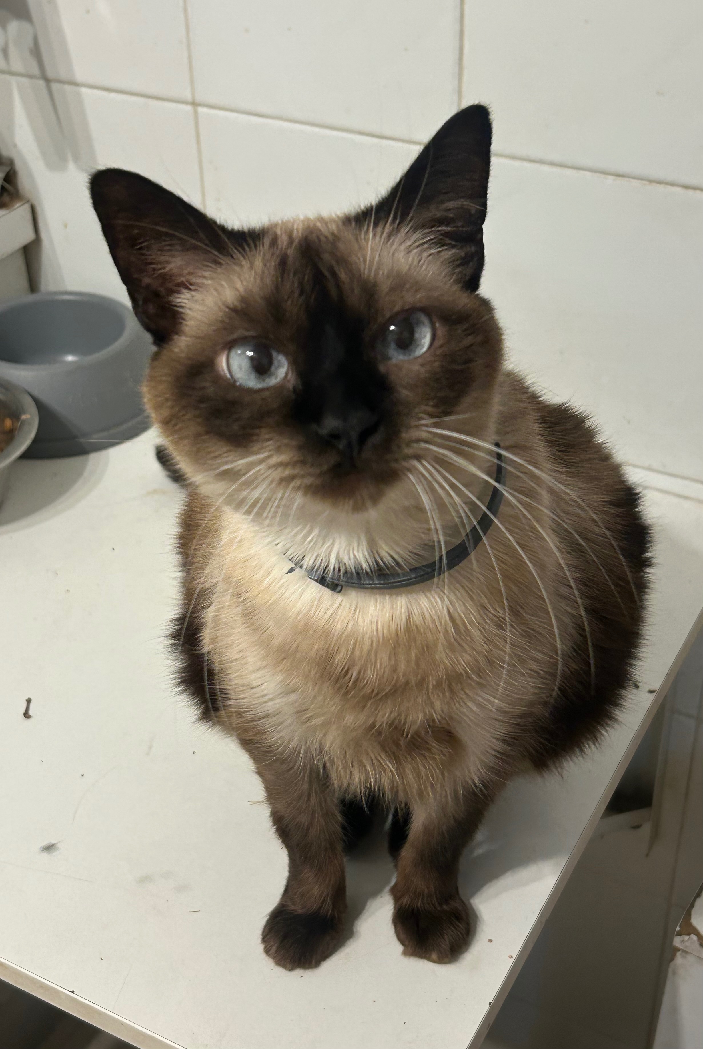 Se Busca: Gata Siamesa Perdida en Estepona