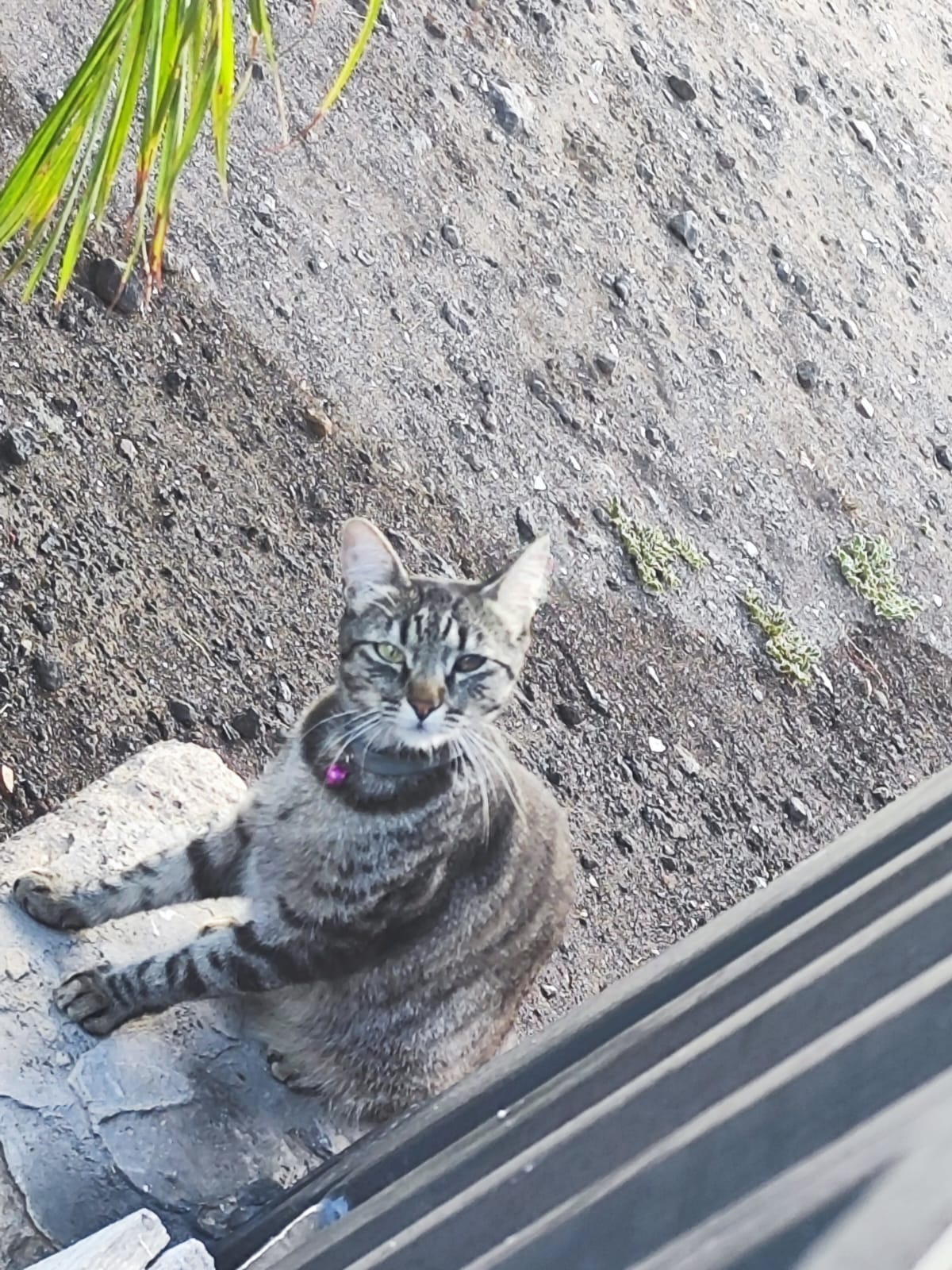Gatita Atigrada Perdida en Canarias