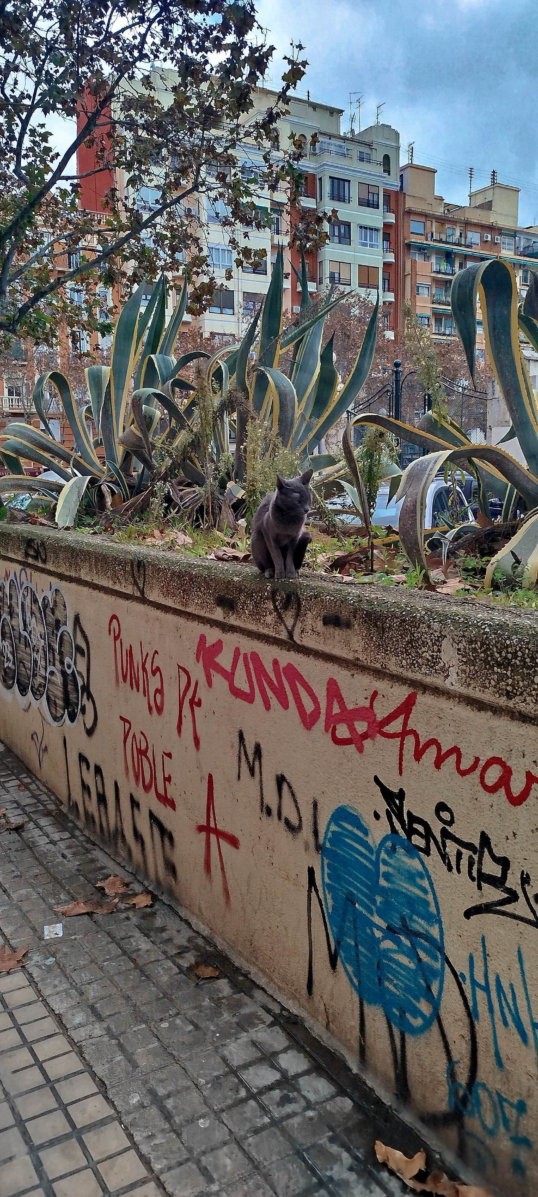 Gato gris sin collar visto en...
