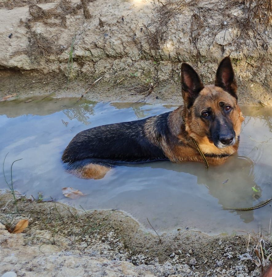 Perro perdido en Los Torraos: 16 Dic.