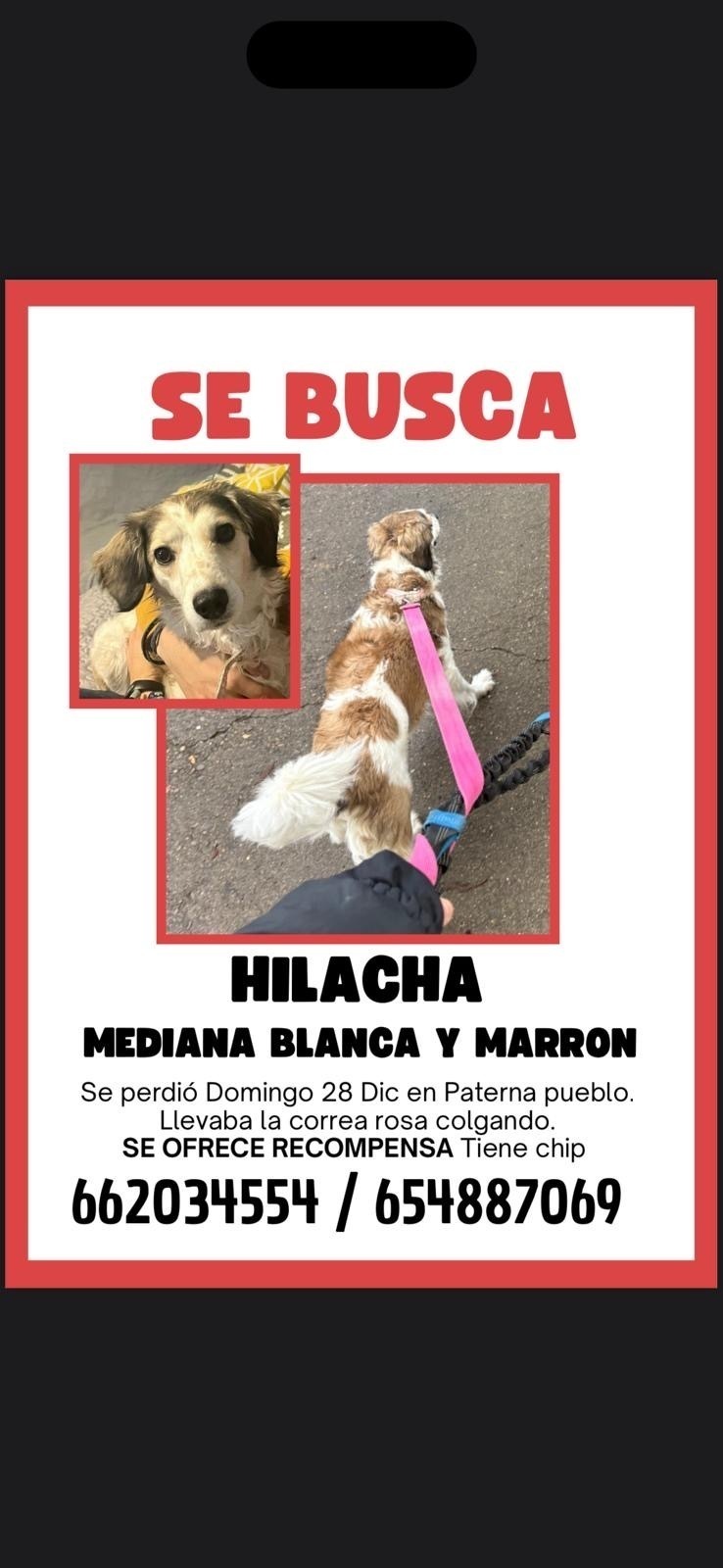 Perro perdido: Hilacha, blanca y café en Paterna