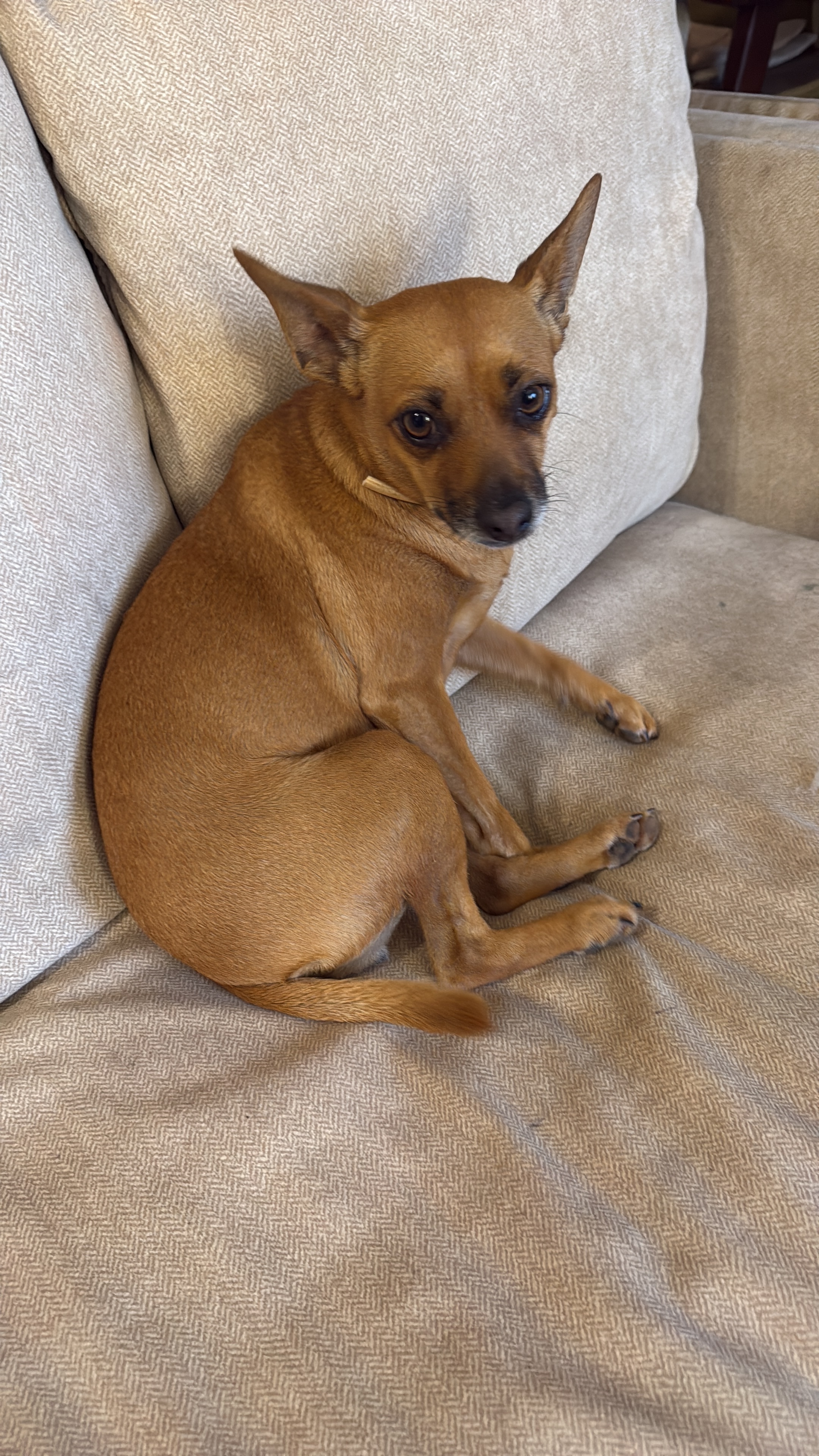 Perro Perdido en Santa Gertrudis: Ayuda