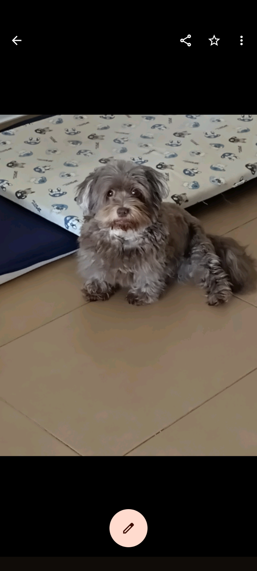 Perra Bichón Habanero Perdida en Mazagón