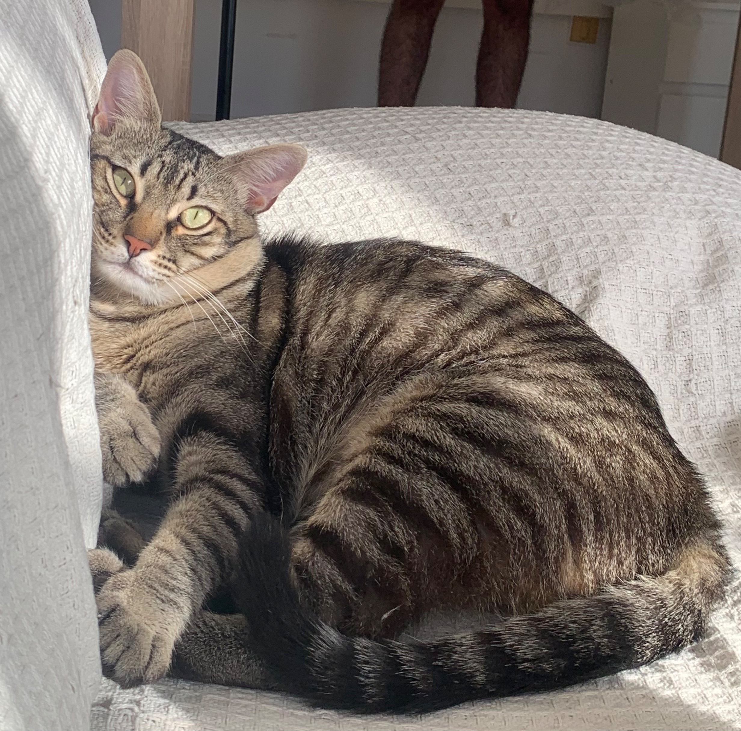 ¡Gato Perdido! Luffy, Atigrado y Dócil