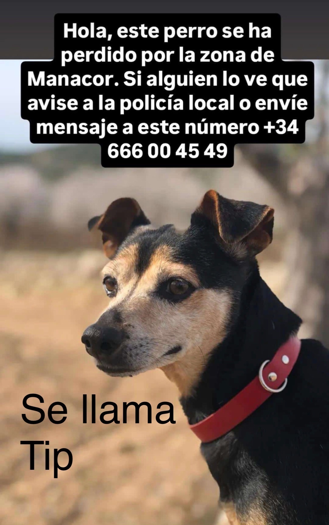 Perro Perdido: Ca Rater Mallorquí Mayor