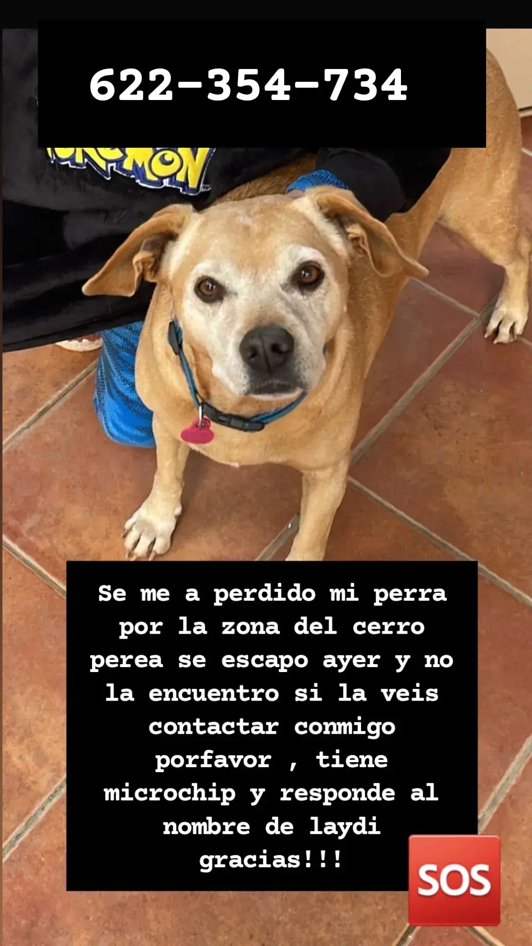 Perro Perdido en Cerro Perea: Collar Azul