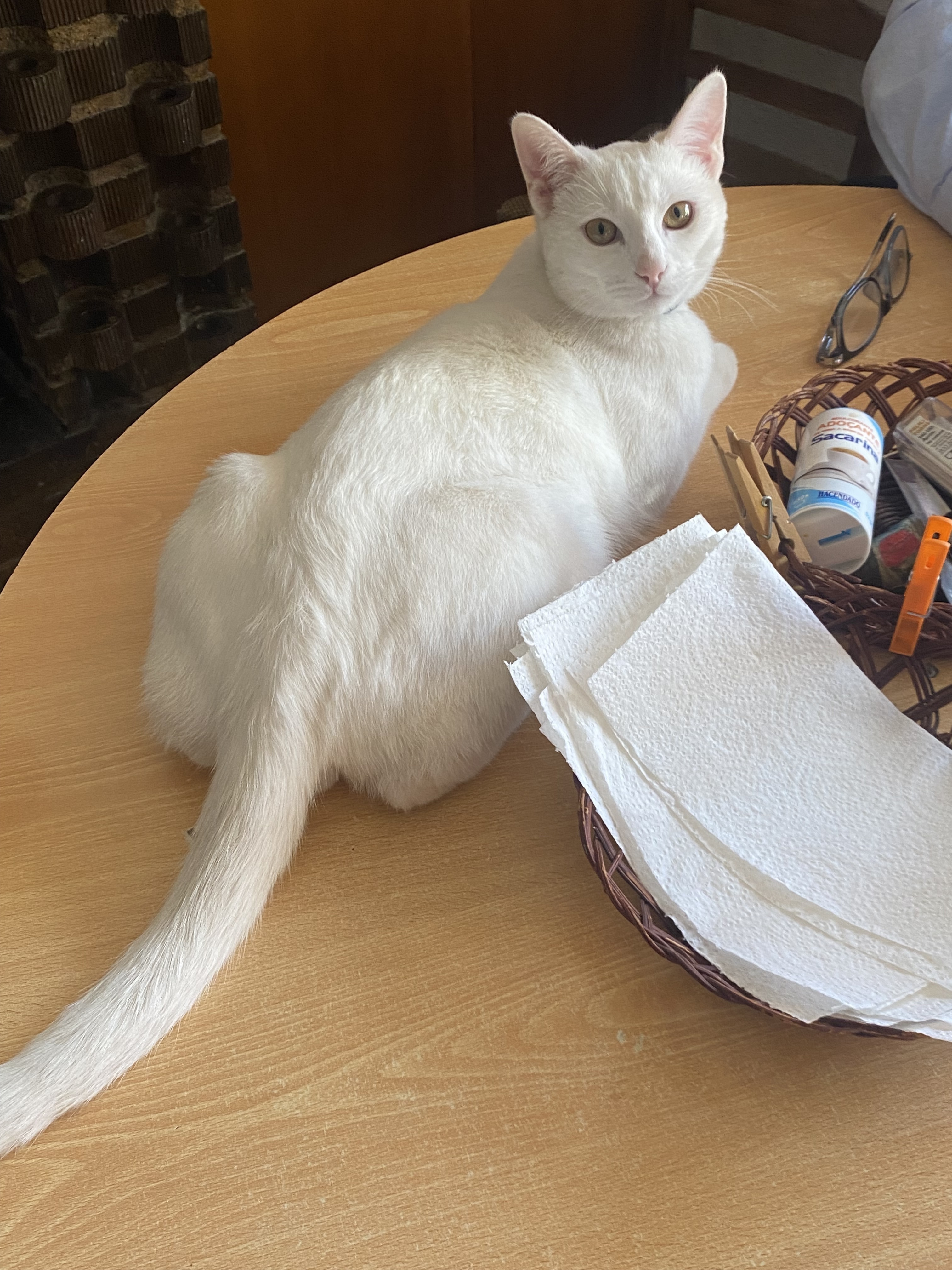 ¡Ayuda! Gato Blanco Perdido en Santomera