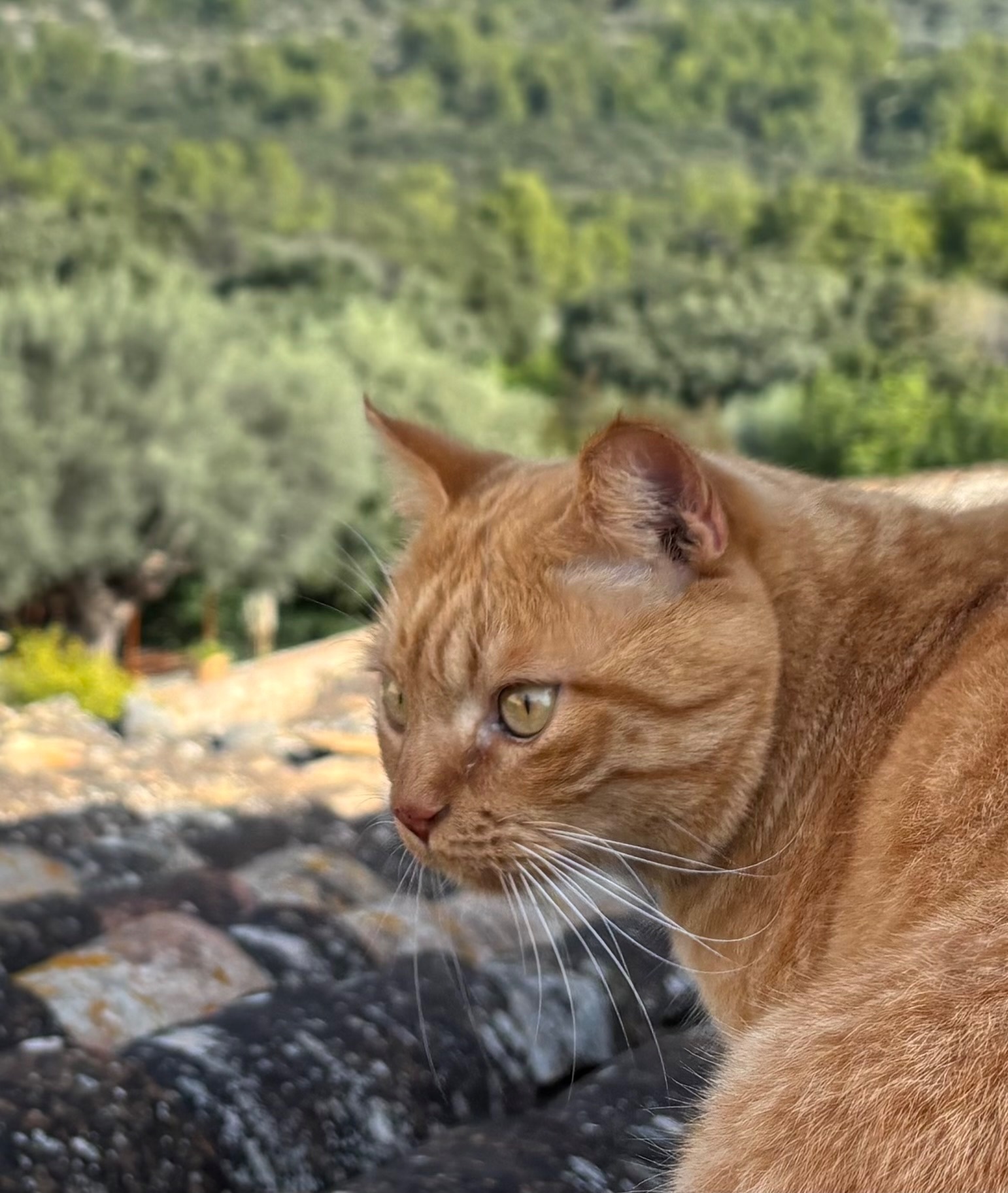 ¡Ayuda! Gato Anaranjado Perdido en Selva