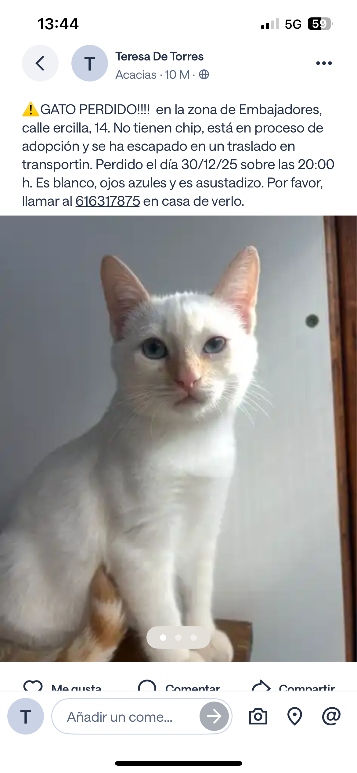 ¡Gato Blanco Perdido en Ercilla, Madrid!