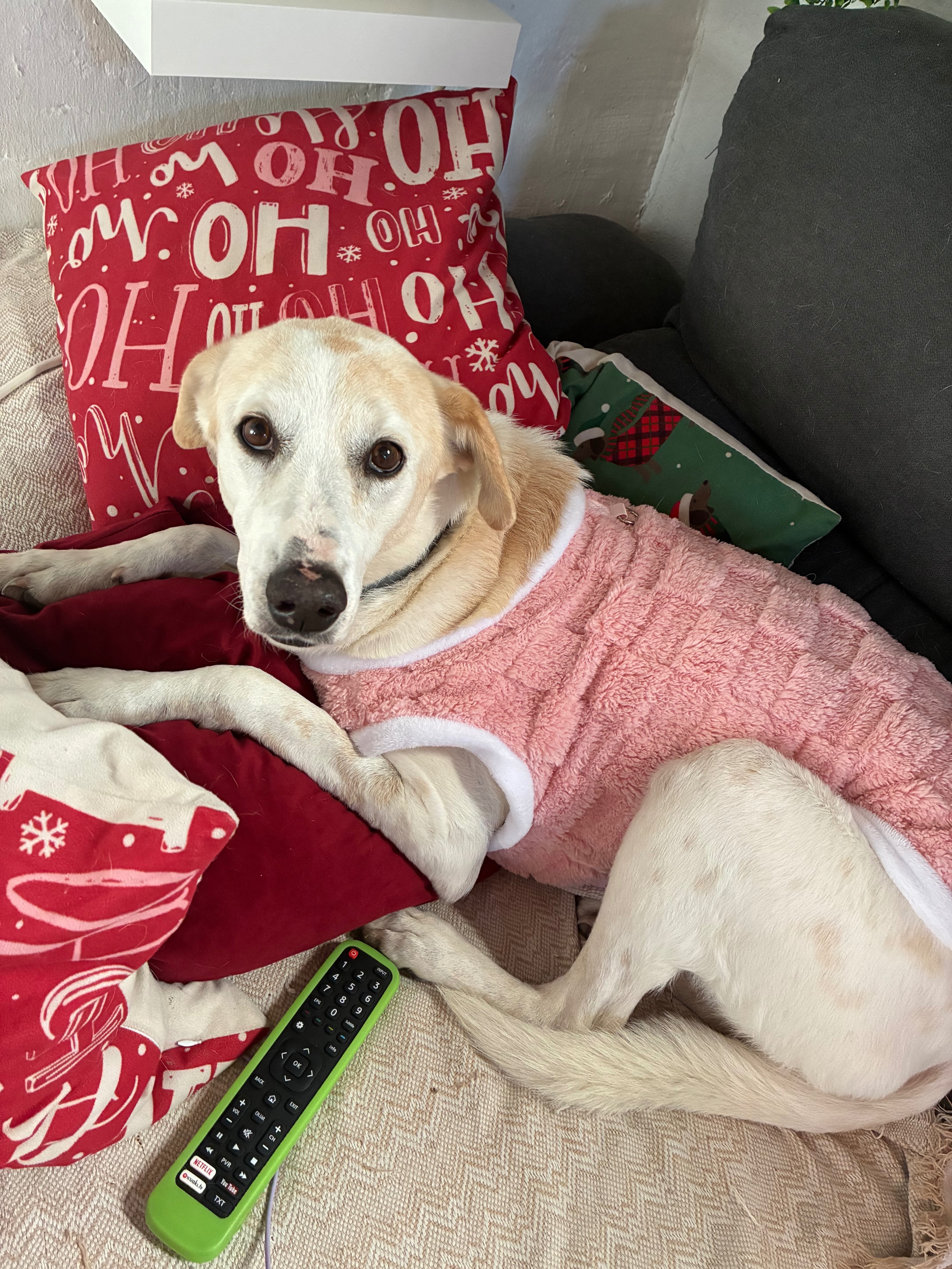 Perro Perdido: Cruce de Podenco en Coín