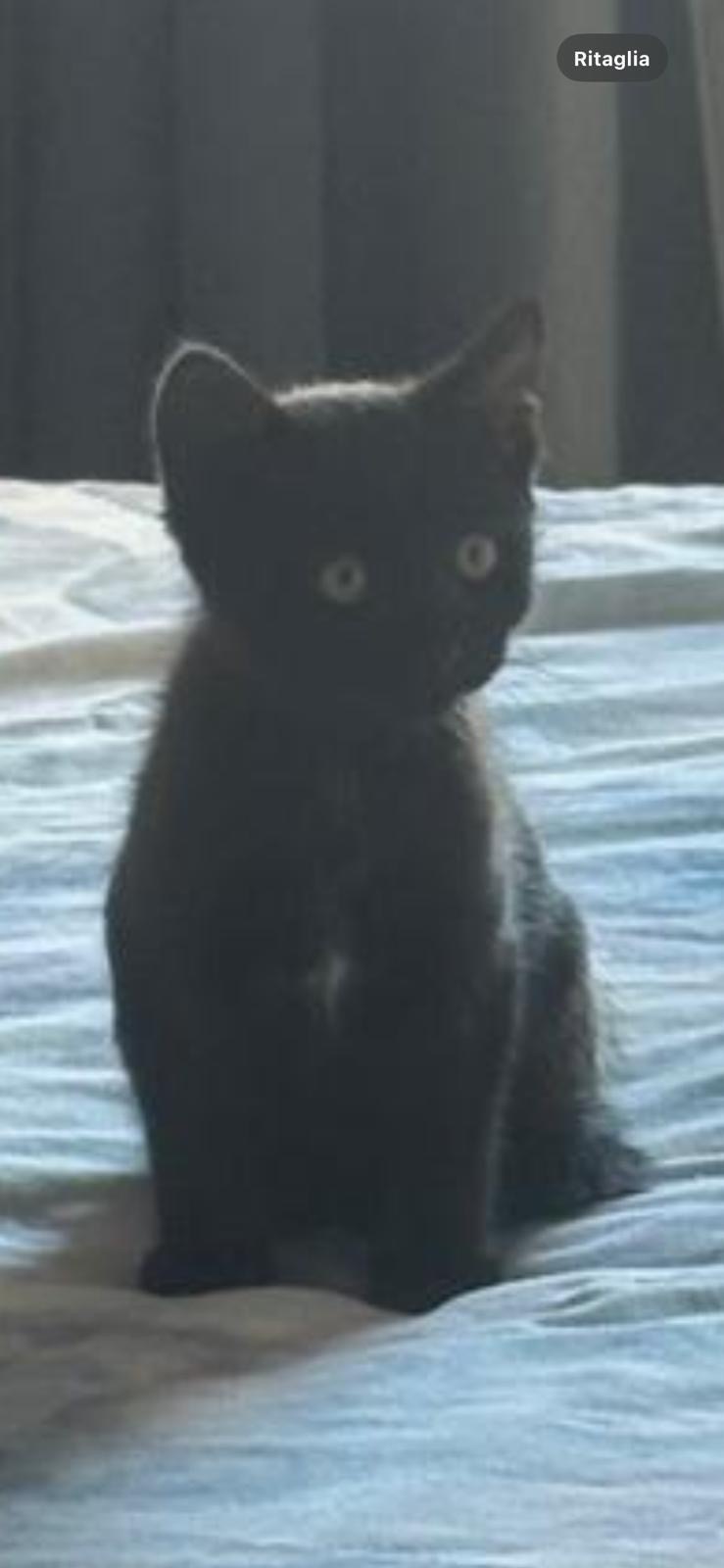 Se busca: Gato negro con rabo roto en Arure