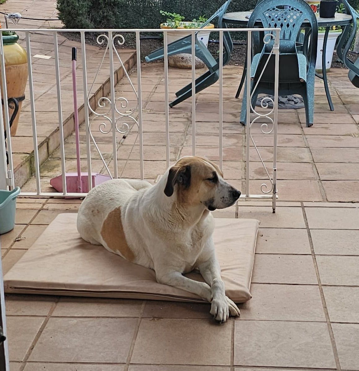 Perra perdida: Blanca, mastín con manchas