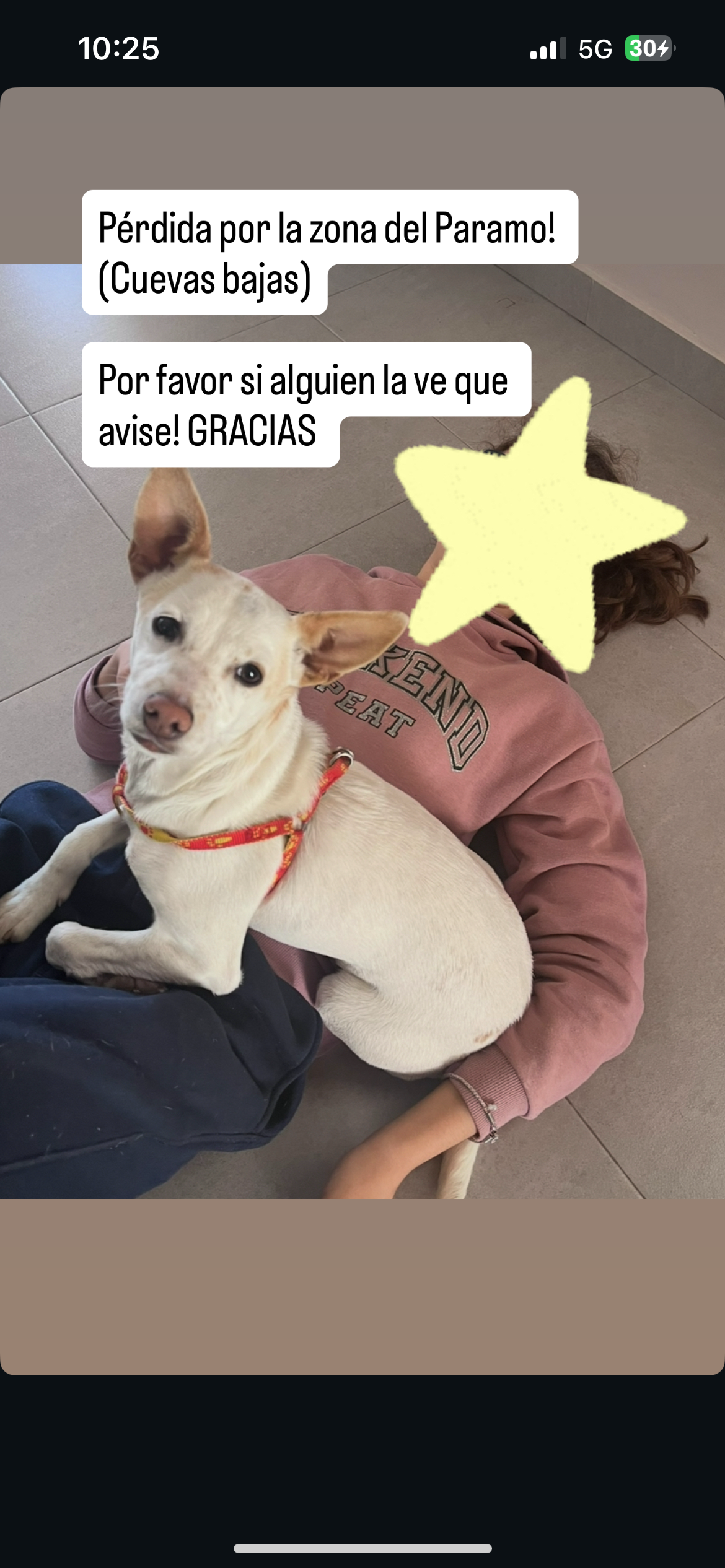 ¡Perrita Podenco Perdida en Córdoba!