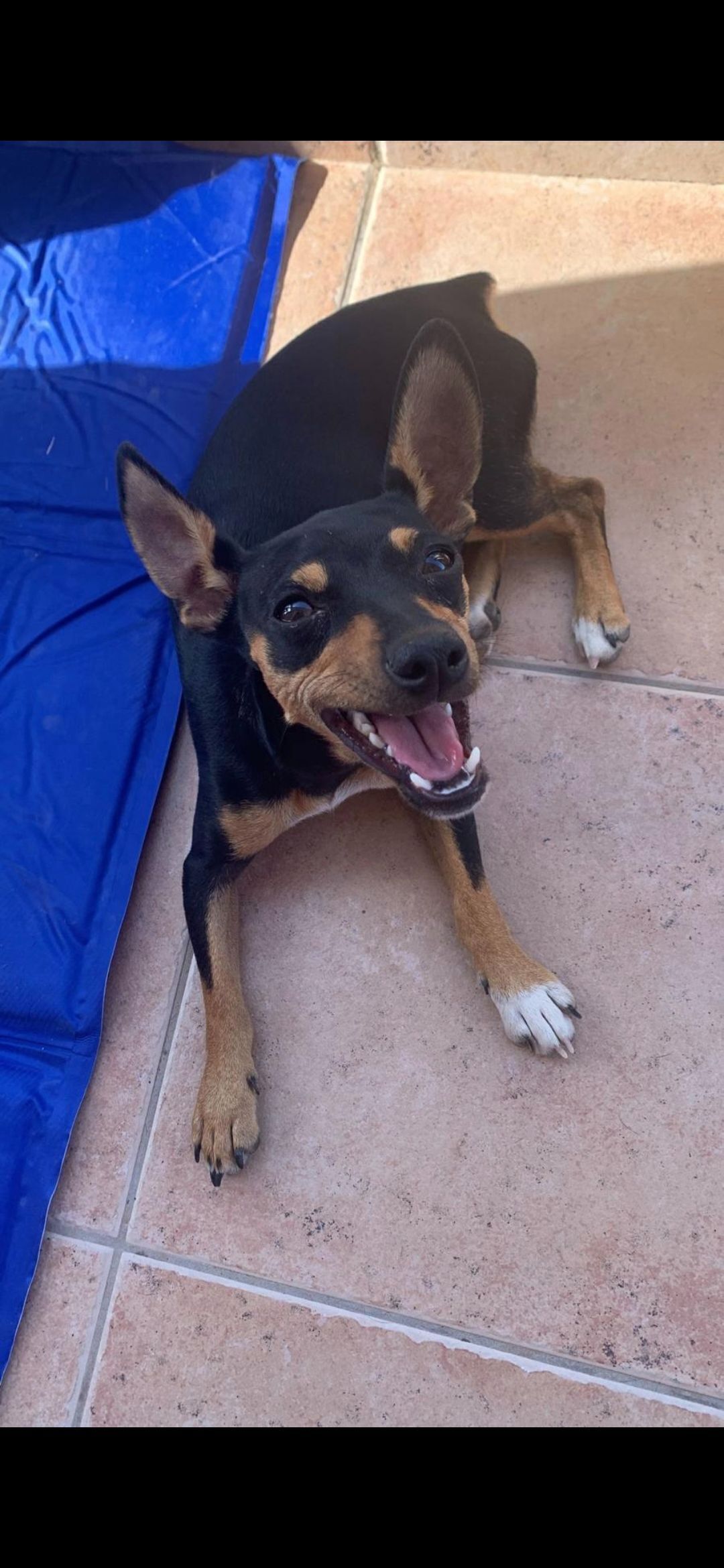 Perra Mini Pinscher Perdida en Almenara