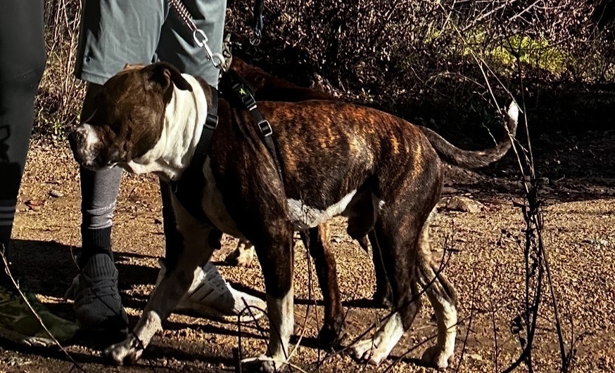 Perro Stanford perdido: necesita medicación urgente