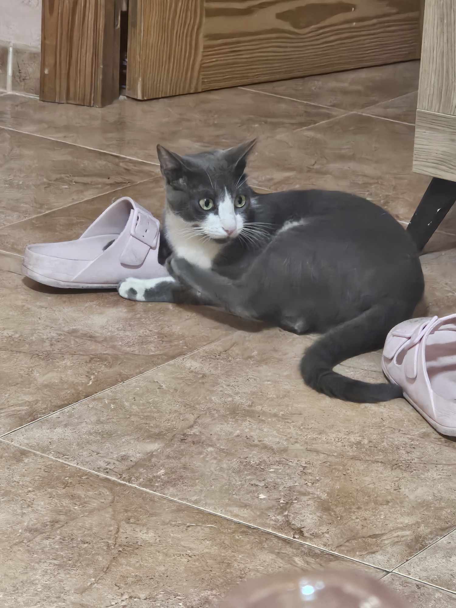 ¡Ayuda! Gato Perdido en Calle Zurbano