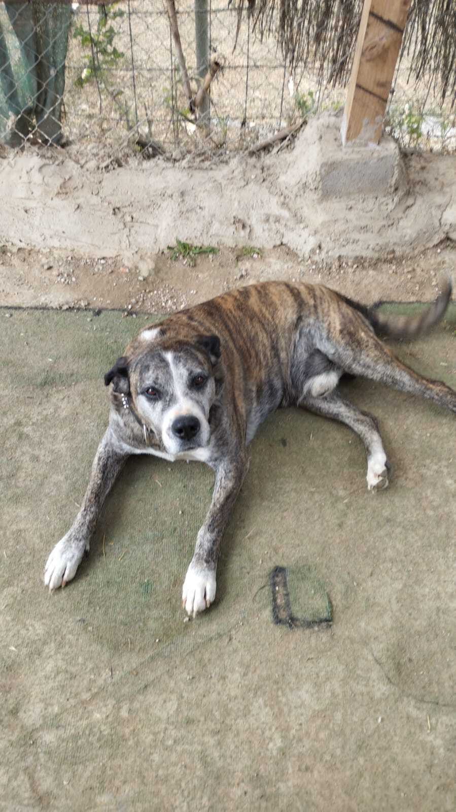 Perro Mastín Perdido en La Llagosta: 60kg