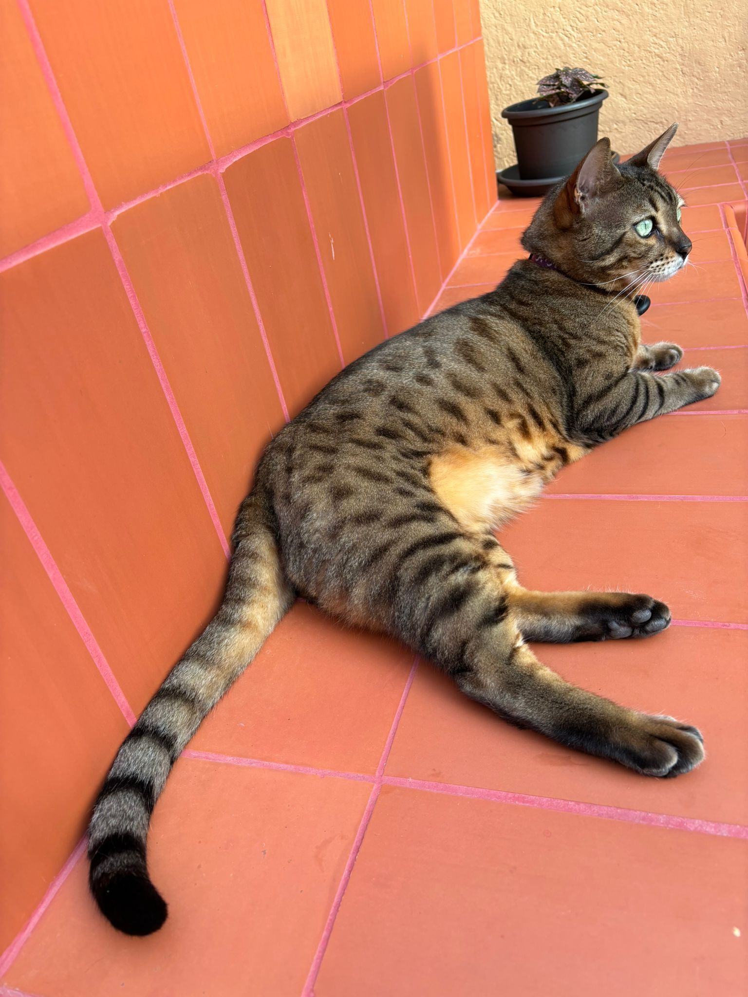 ¡Gato Perdido en Sant Cugat: Oreja Entallada!