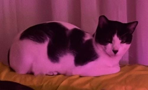 Gato Perdido en Gandia: Punta de Cola Blanca