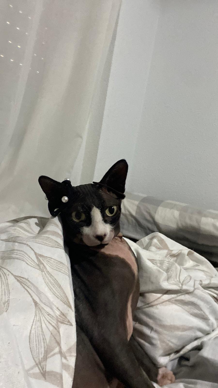 Gato Perdido en Avenida América, Algeciras