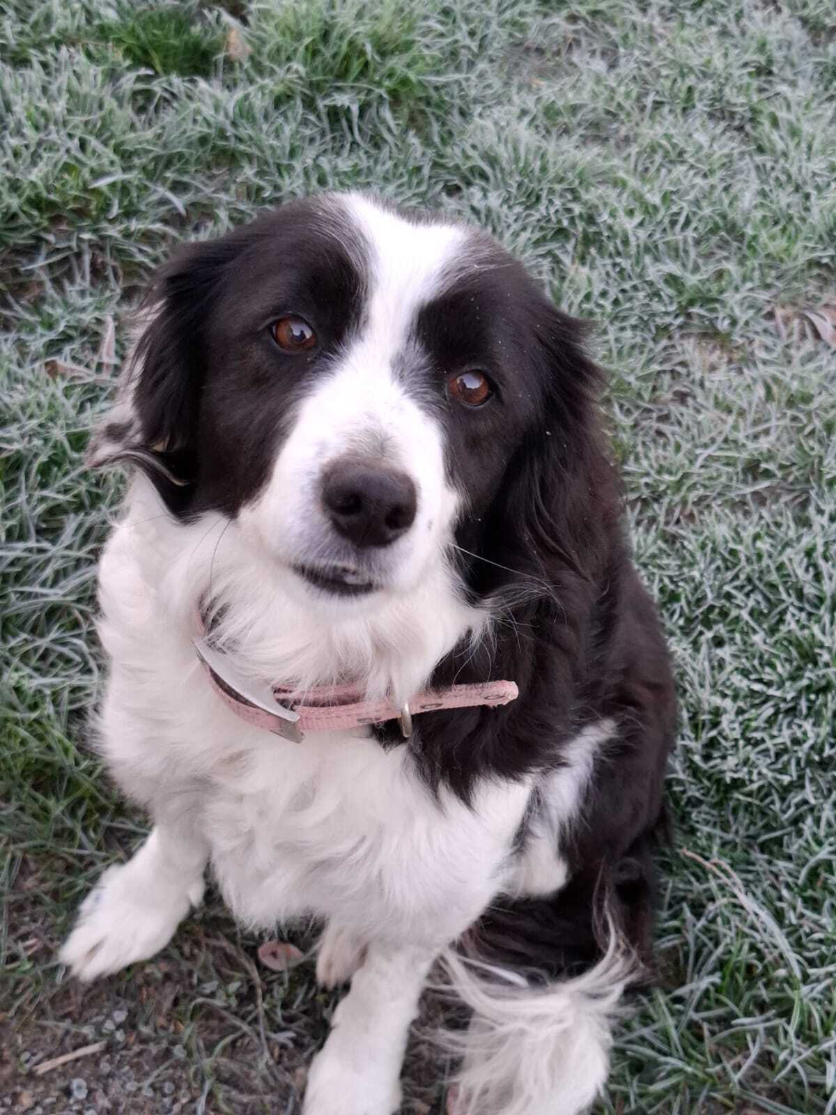 ¡Ayuda a Encontrar a Leila en Valdetronco!