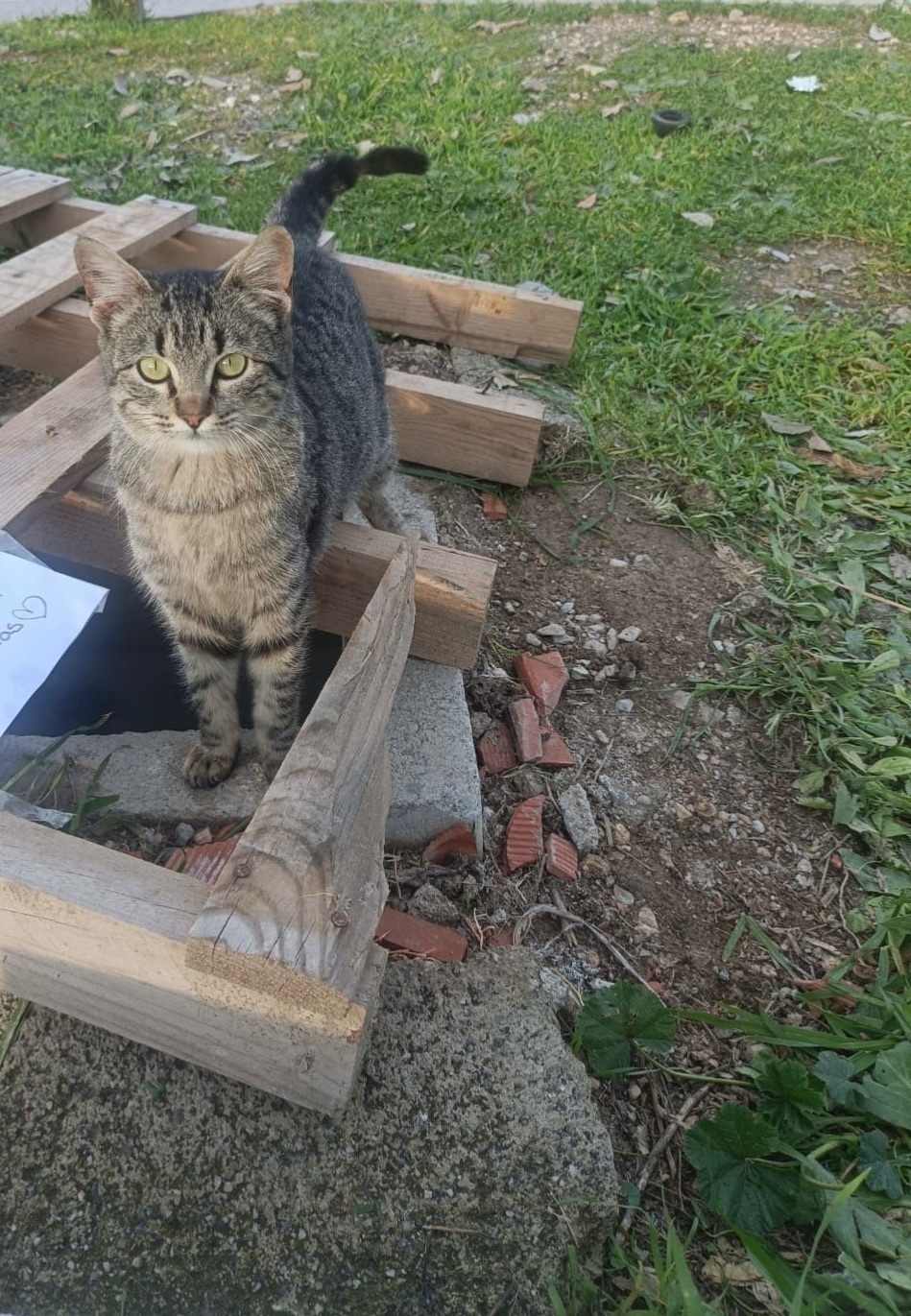 Urgente: Hogar para Gatita Res...