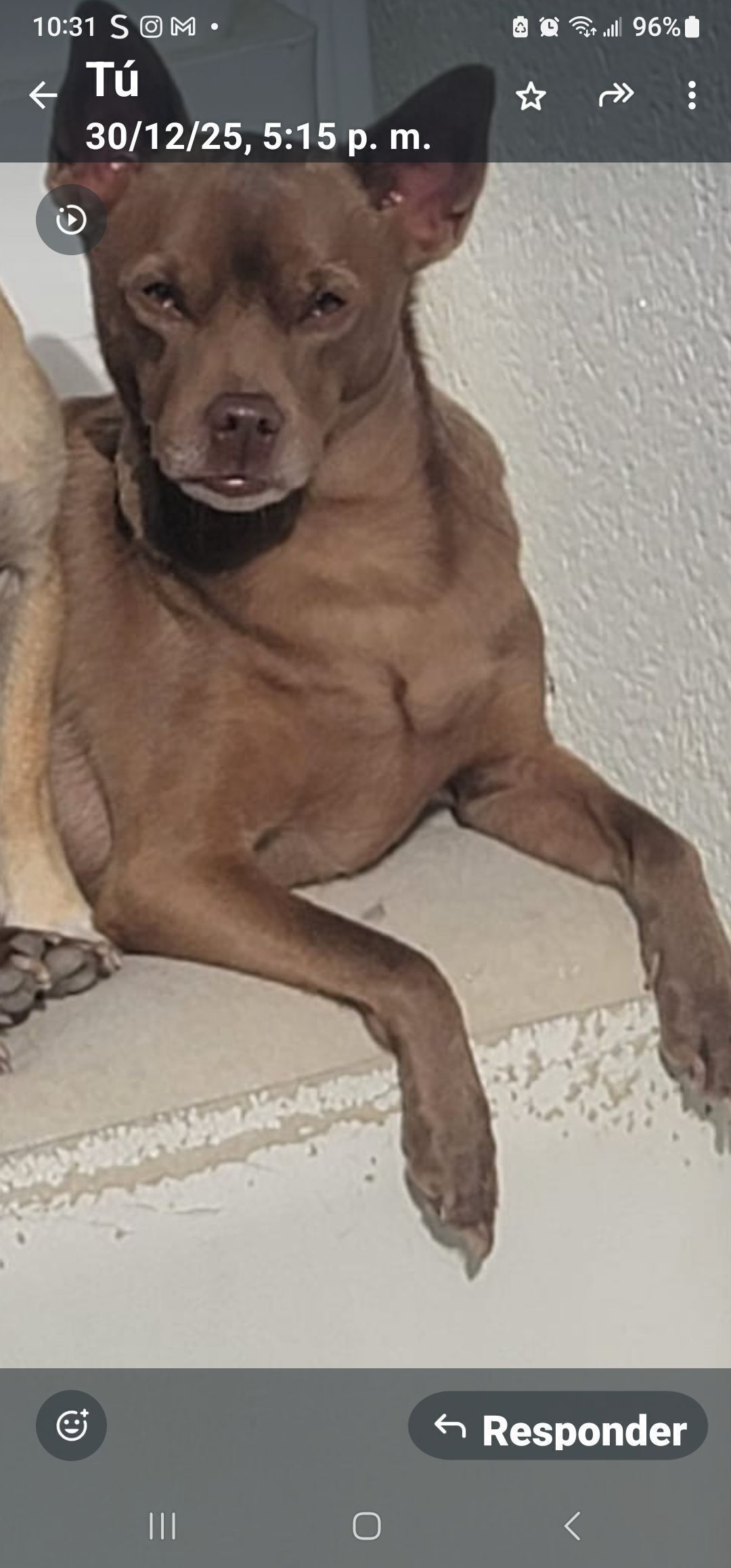 Perro Perdido en Camino Nelva, Murcia