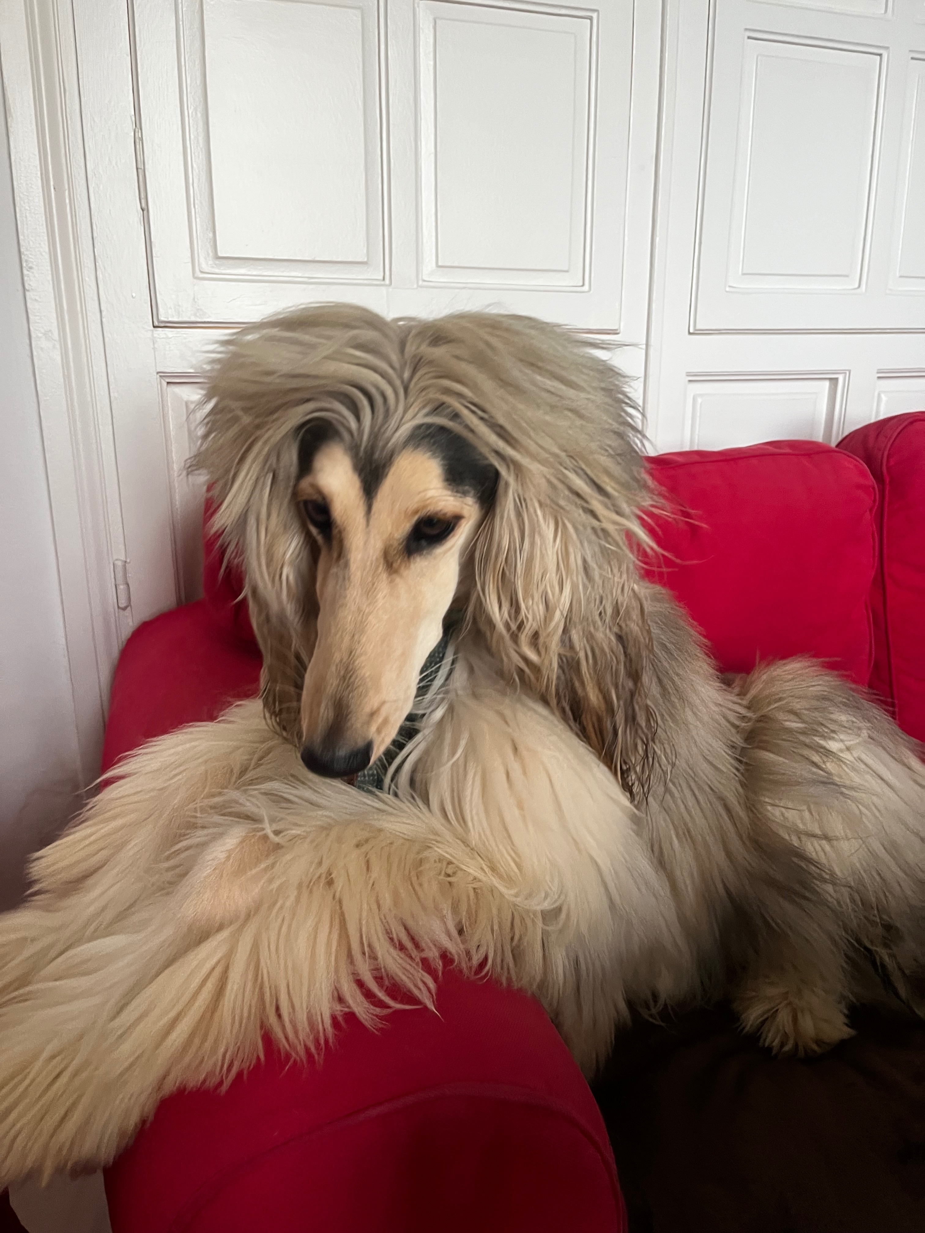 Perra Galgo Afgano Perdida en Chipiona