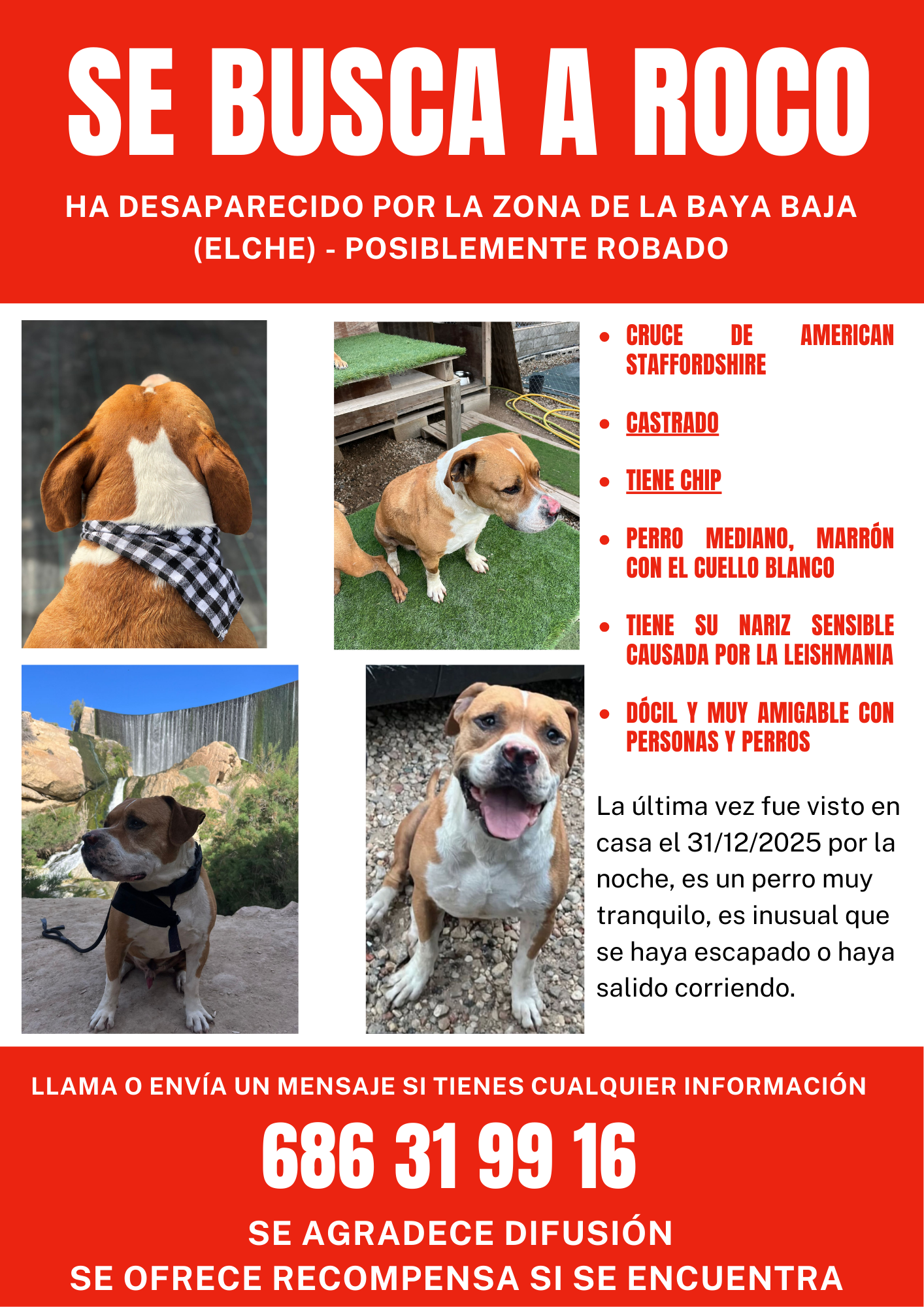 Perro Perdido en Elche: Marrón y Blanco