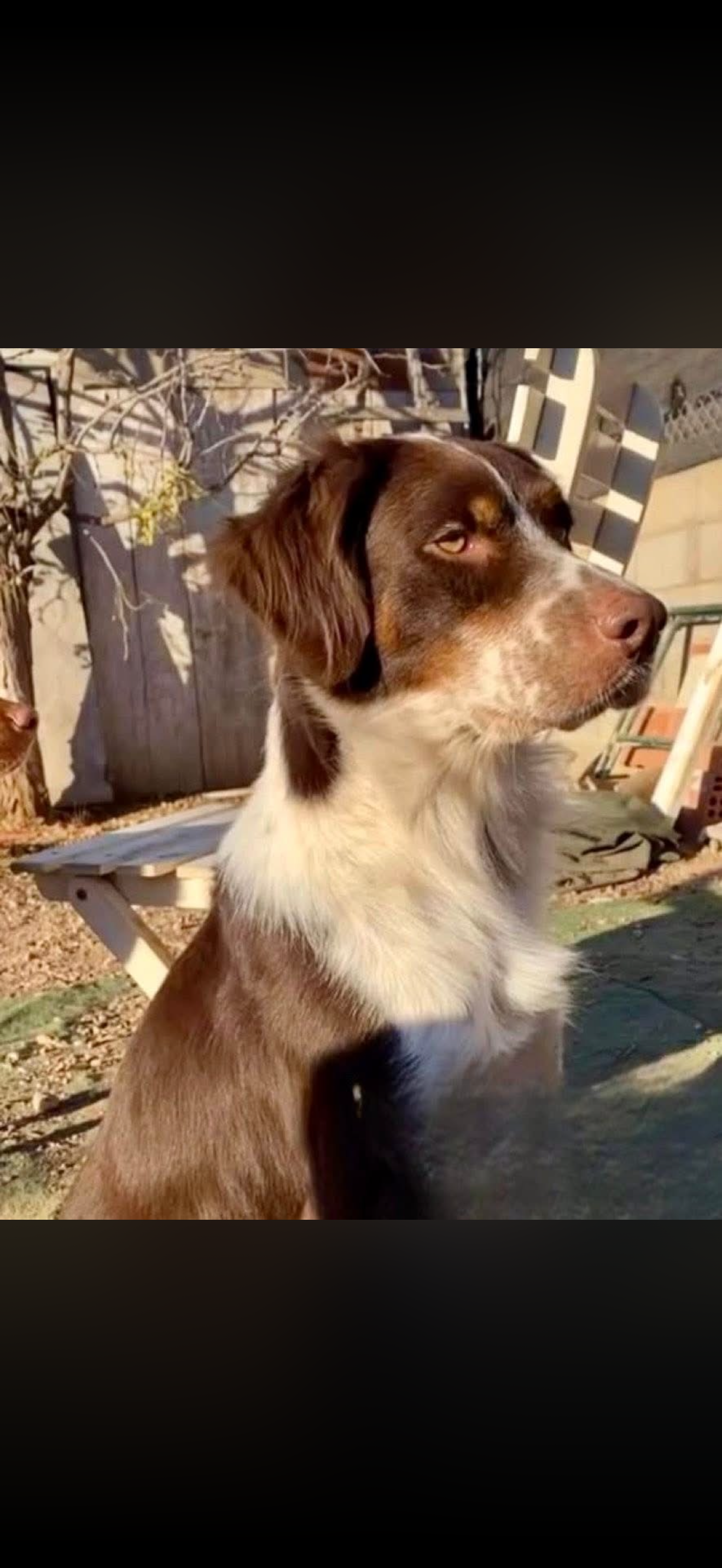 Perro Bretón Marrón Perdido en Santa Eugènia