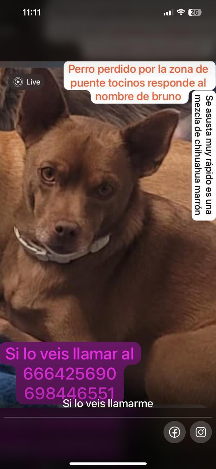 Perro Perdido: Chihuahua-Pincher en Murcia