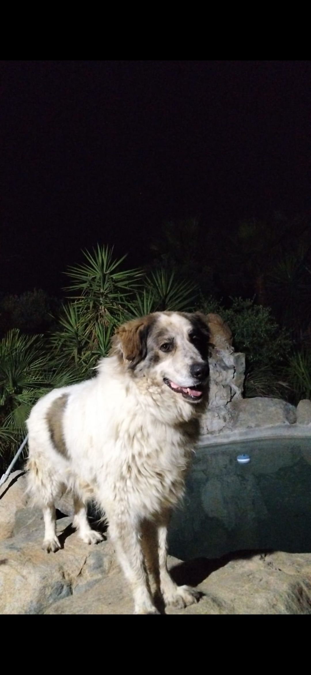 Perro Perdido en Torrepalma: Río y Brownie