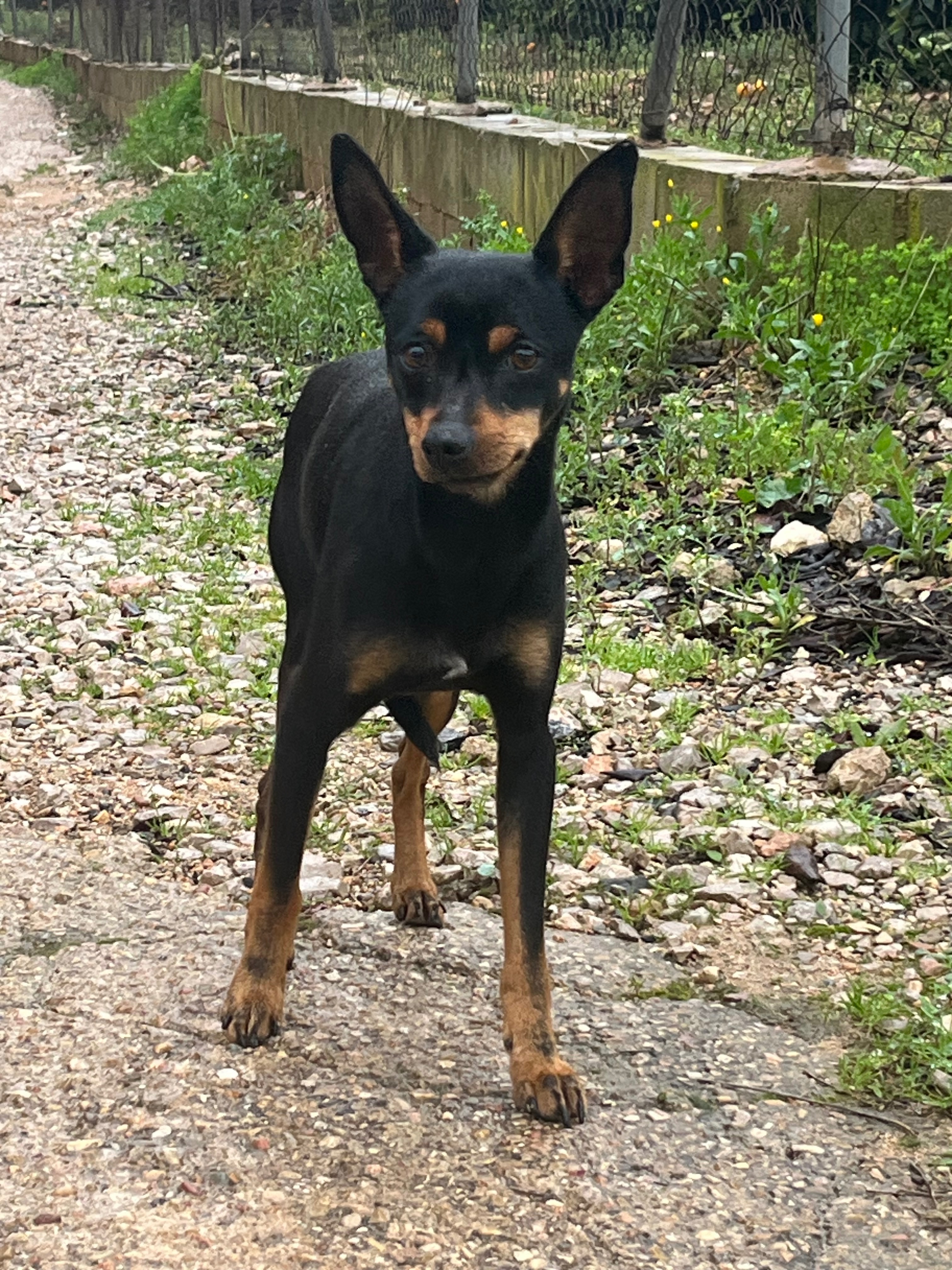 Perro Perdido en Santa Apoloni...