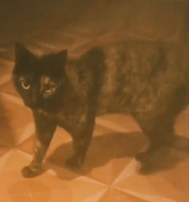 Gata Perdida: Haru, Juguetona y Cariñosa