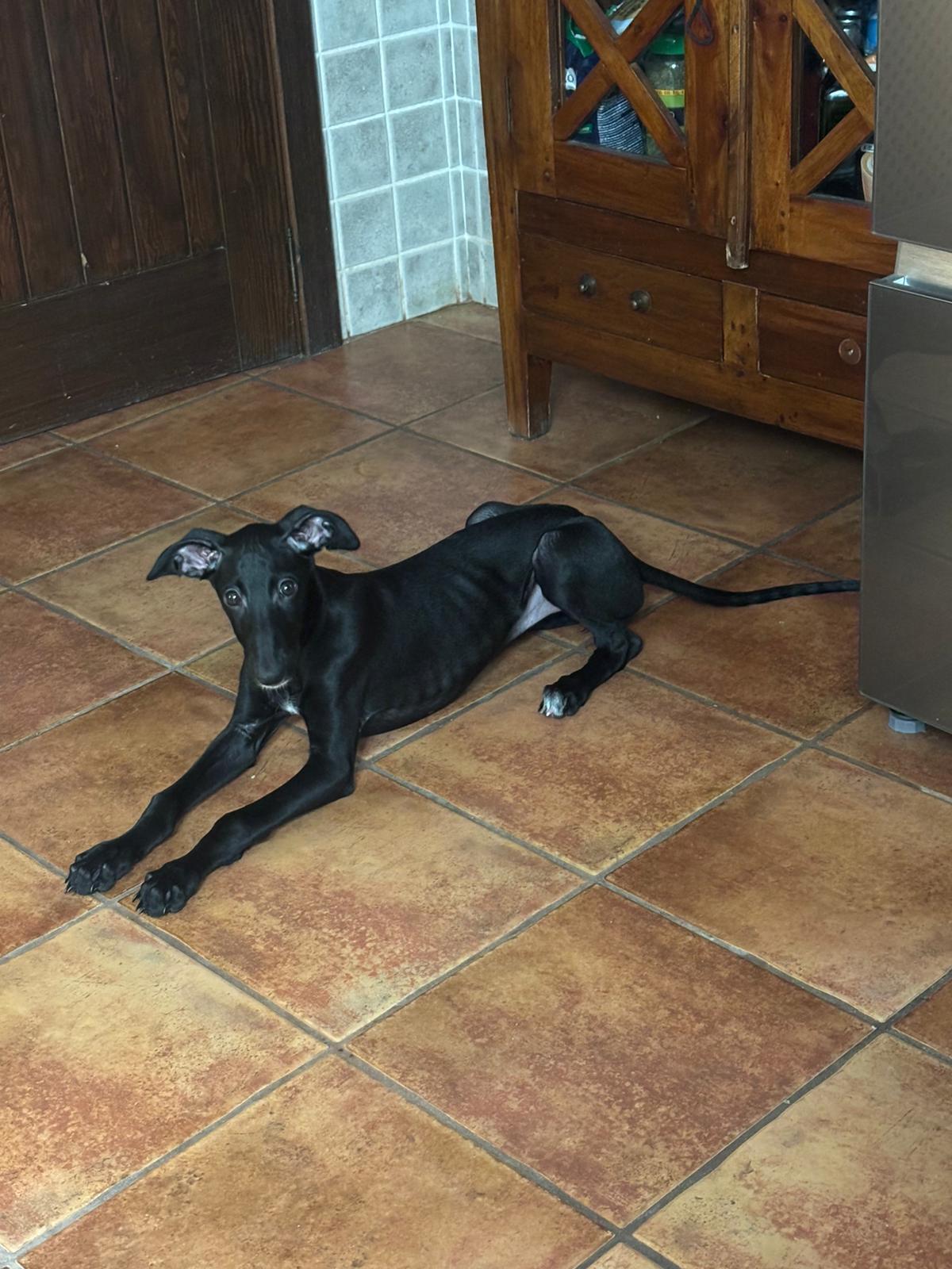 ¡Ayuda! Cachorra robada en Noblejas