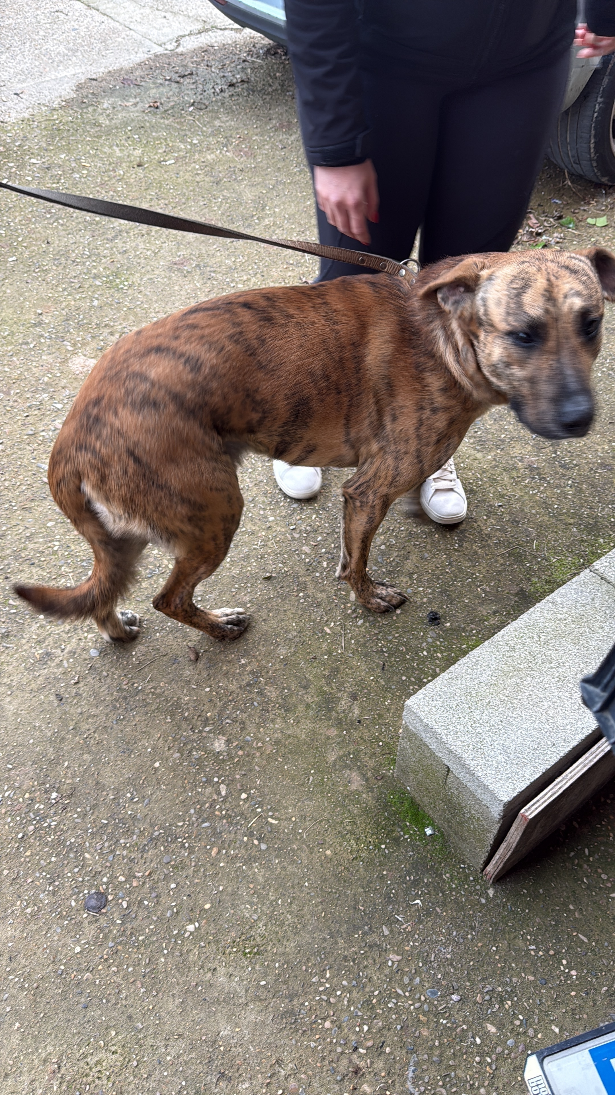 Perro Cariñoso Rescatado en Pe...