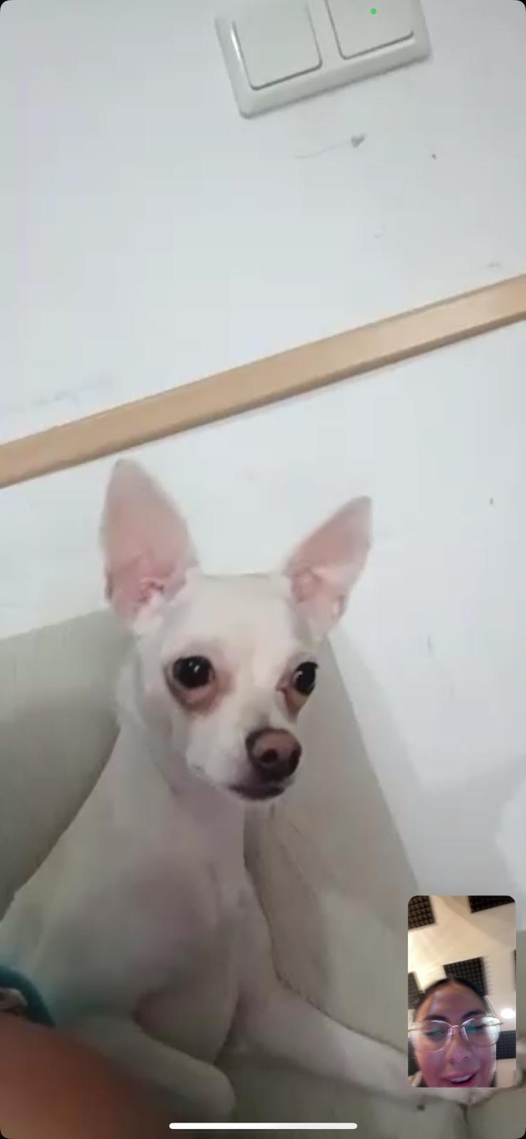 Perro perdida: Taki, 11 meses,...