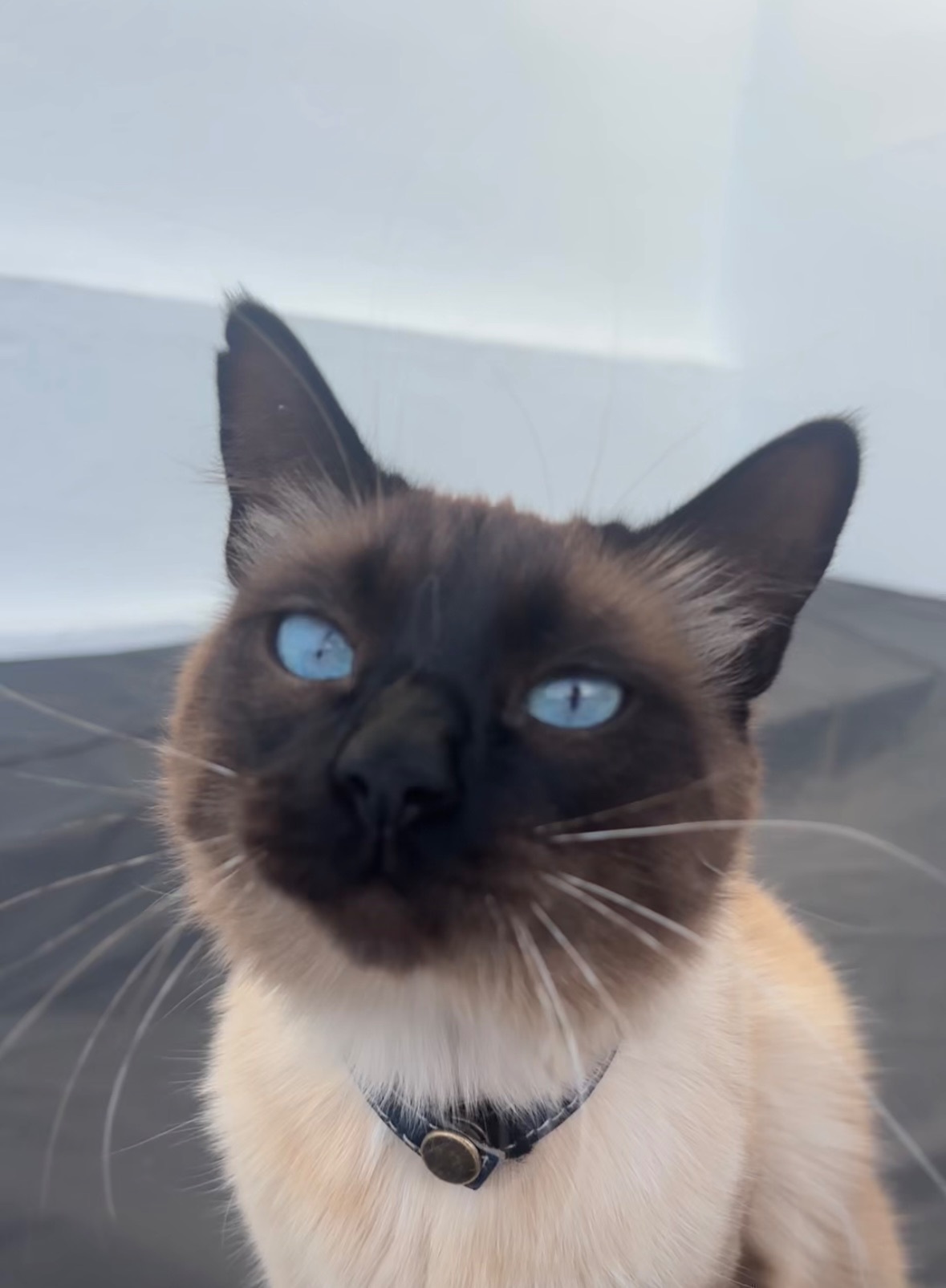 Gato Perdido: Marrón, Peludo, Ojos Azules