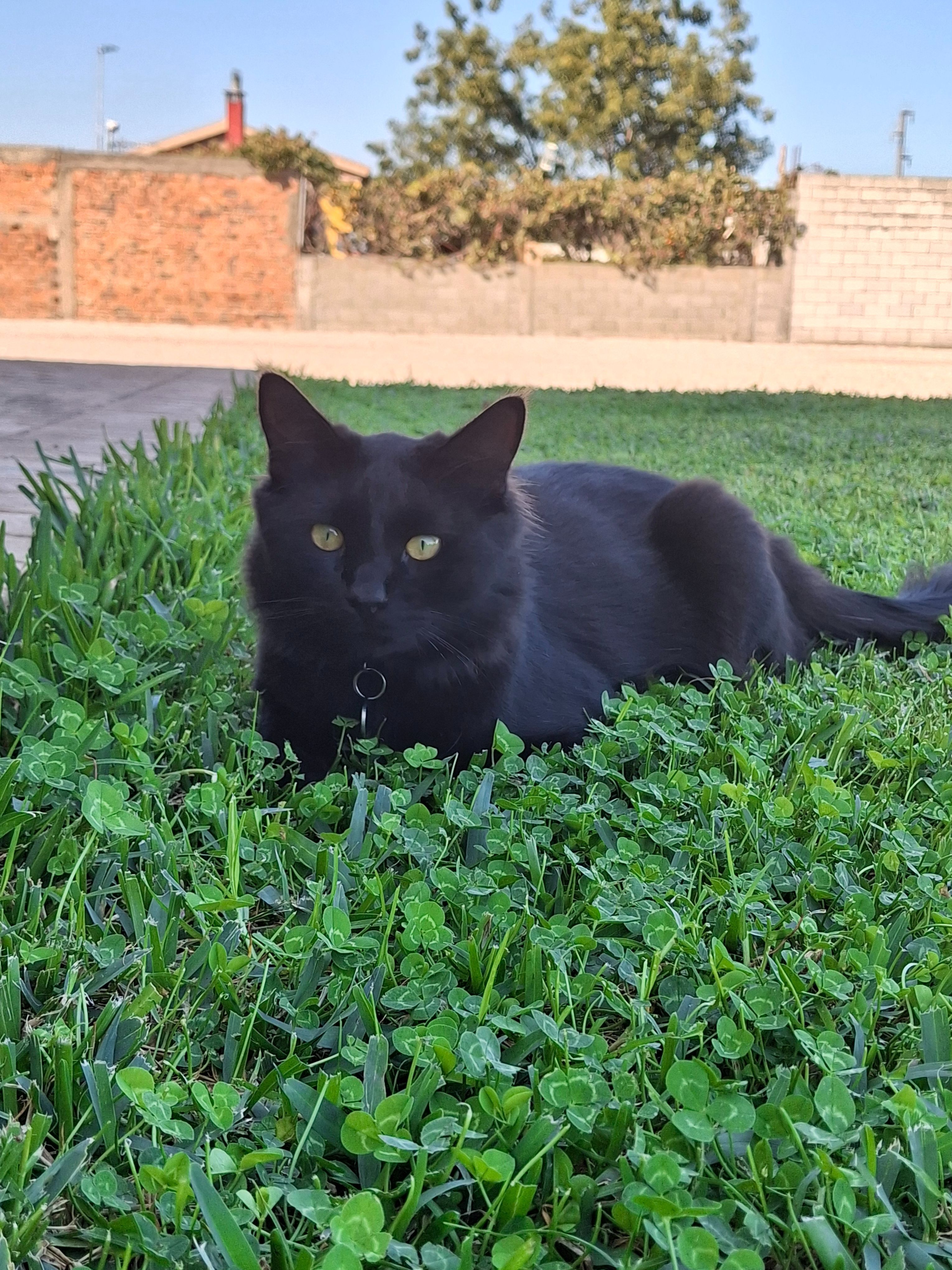Gato Negro Perdido en Los Barrios - 11 Meses