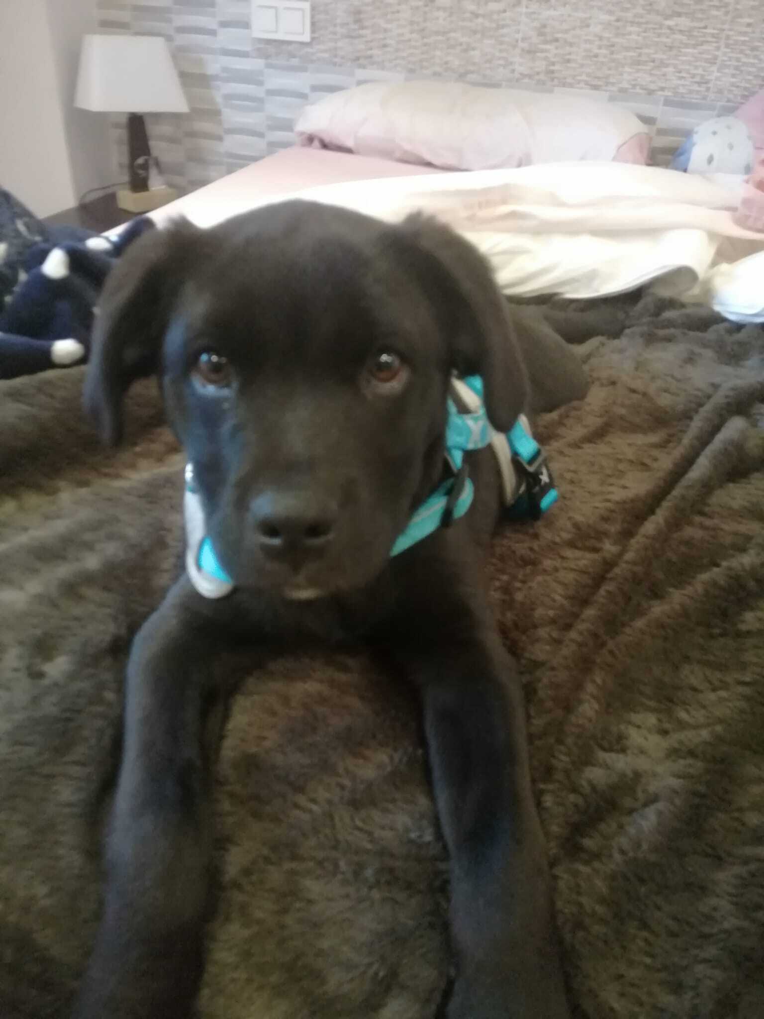 Cachorro Negro Encontrado en C...