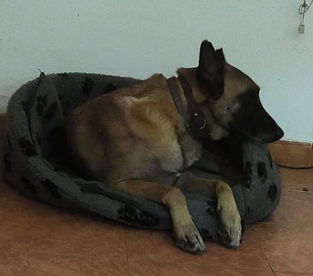 Perro Perdido en Motril: Pastor Belga Jager